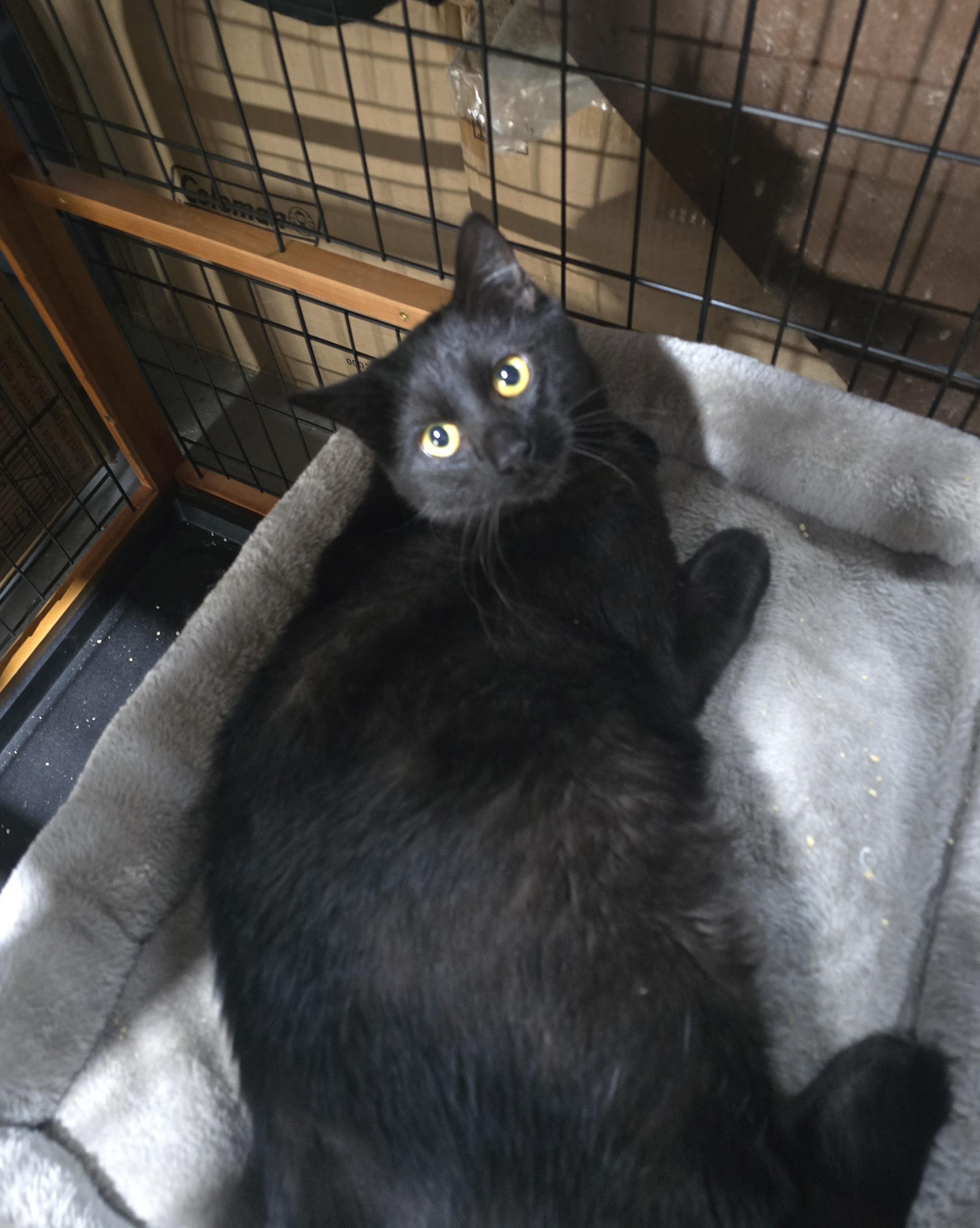 Calvin & Hobes(HOBES), a Adoptable Domestic Short Hair in Elizabeth, PA image 1/5