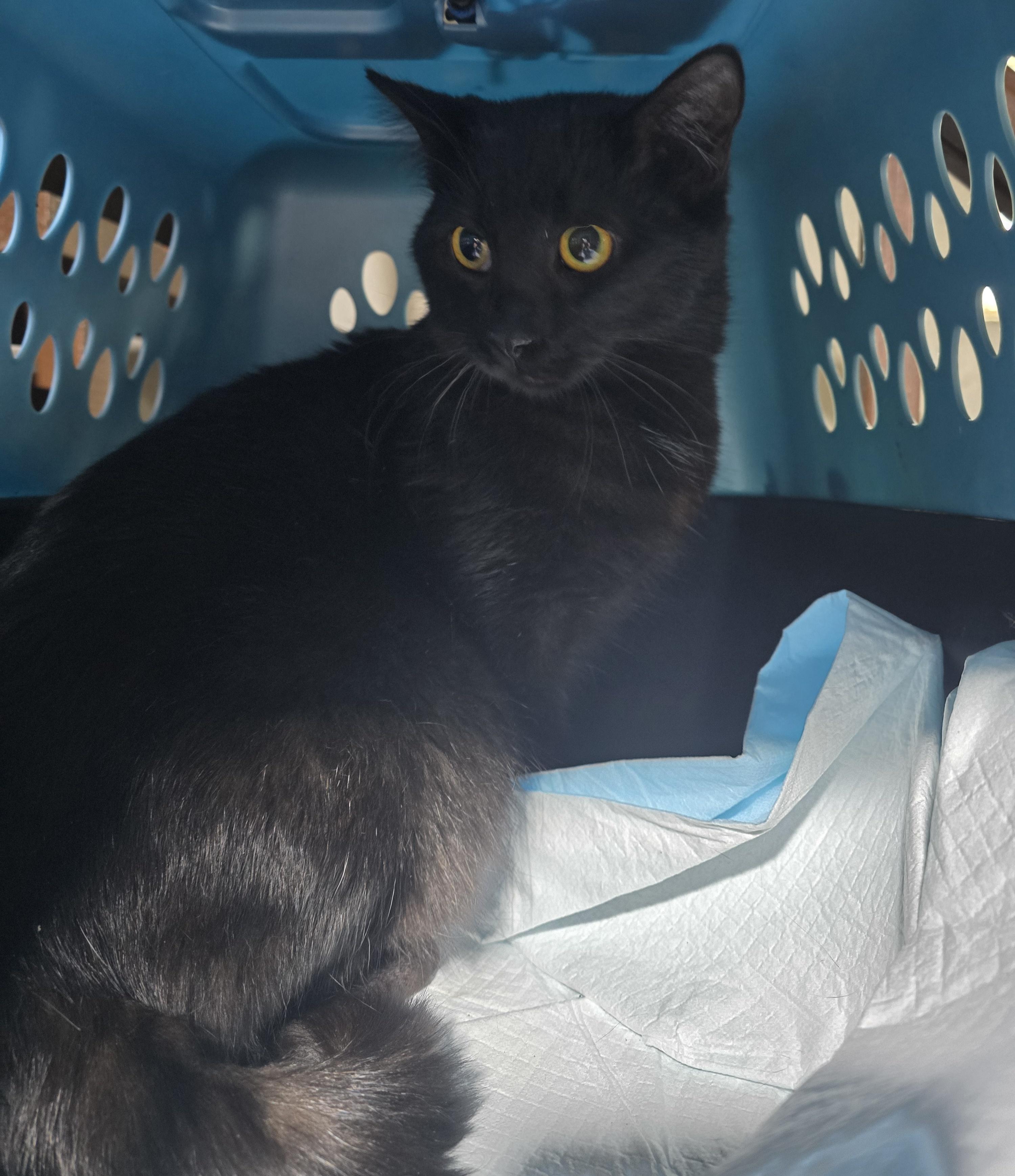 Calvin & Hobes(HOBES), a Adoptable Domestic Short Hair in Elizabeth, PA image 3/5