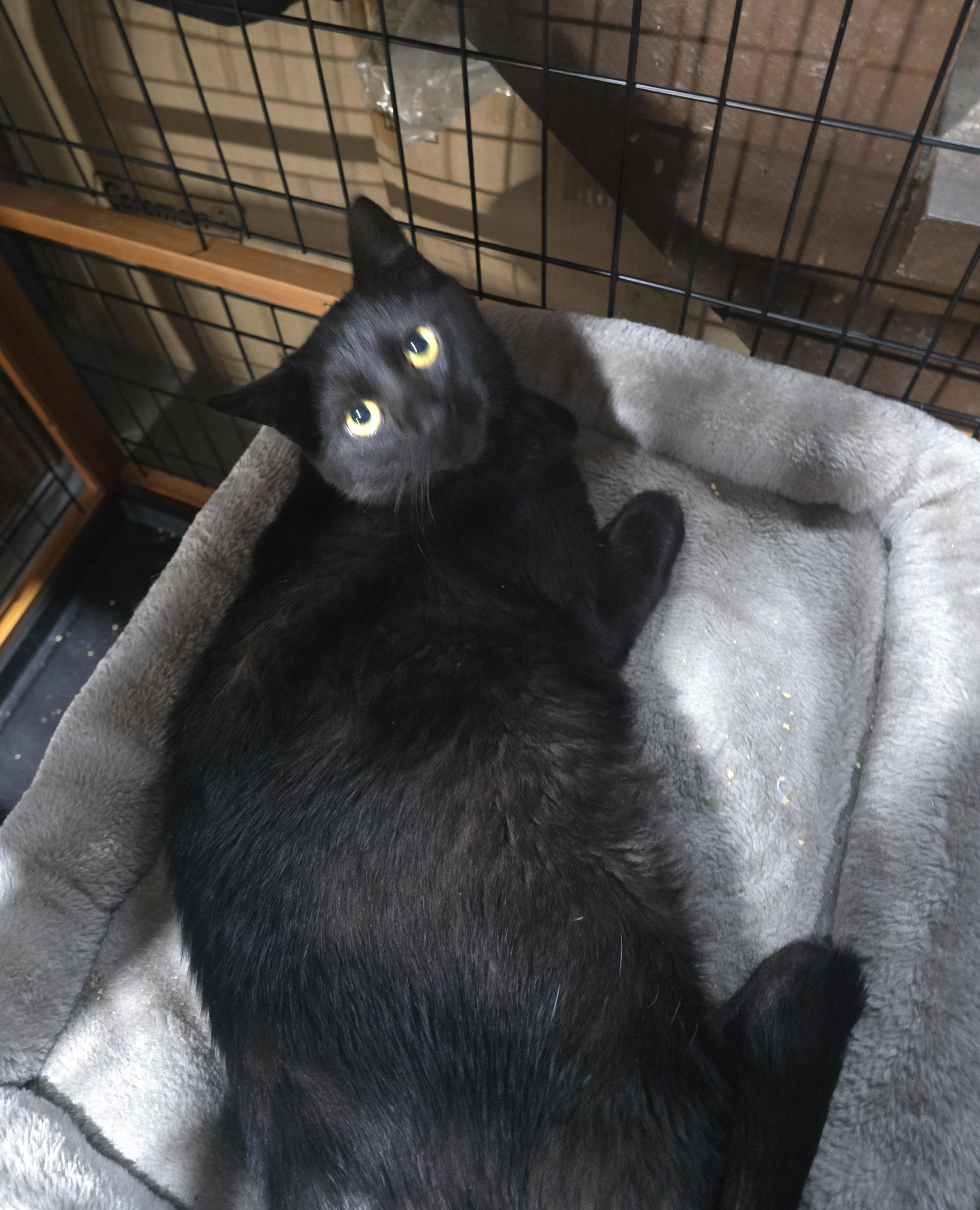 Calvin & Hobes(HOBES), a Adoptable Domestic Short Hair in Elizabeth, PA image 4/5