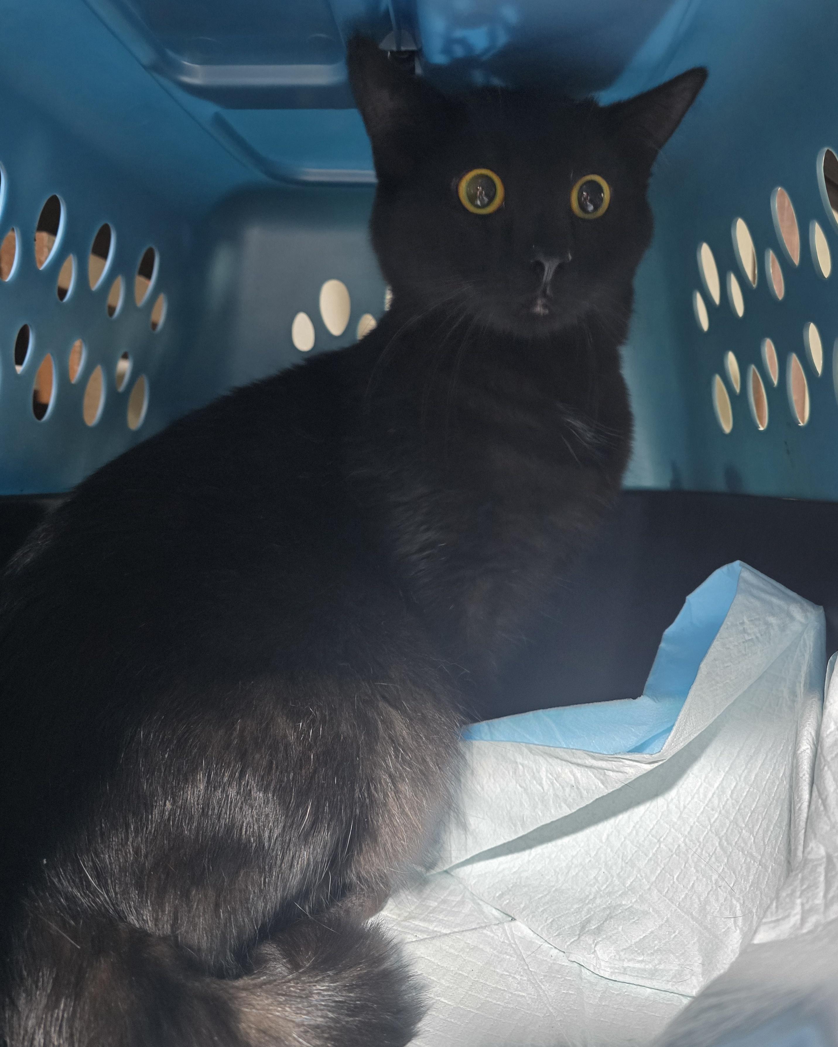 Calvin & Hobes(HOBES), a Adoptable Domestic Short Hair in Elizabeth, PA image 5/5