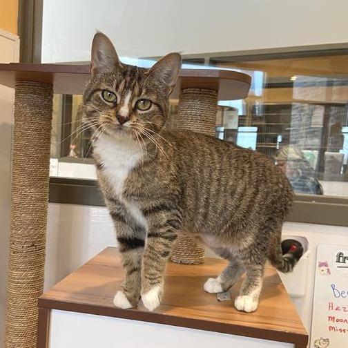 Missy, Adoptable, Adult Female Domestic Short Hair.