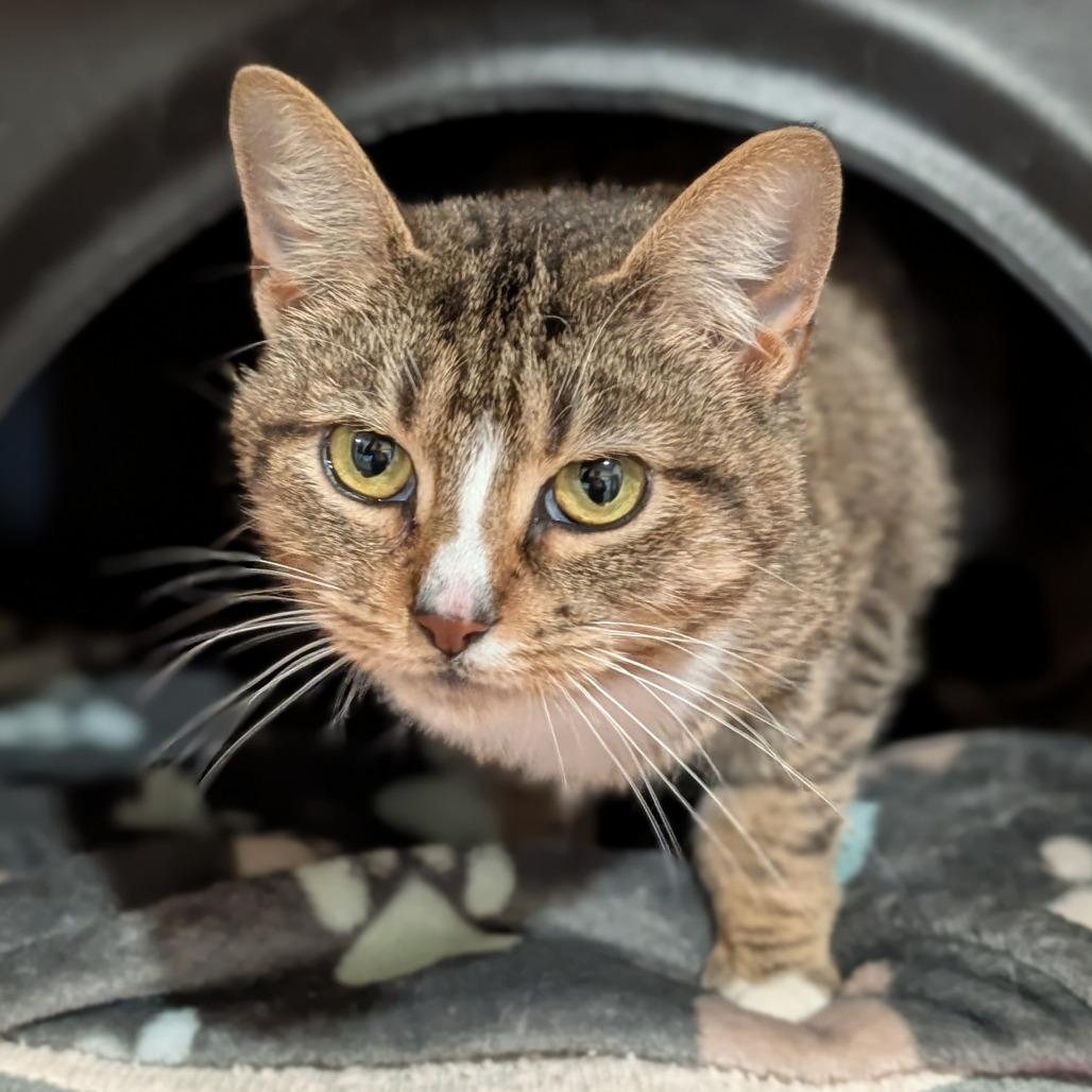 Missy, a Adoptable Domestic Short Hair in Washington Township, OH image 2/6