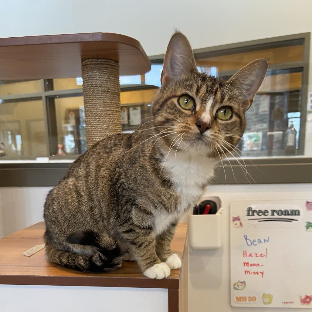 Missy, a Adoptable Domestic Short Hair in Washington Township, OH image 3/6