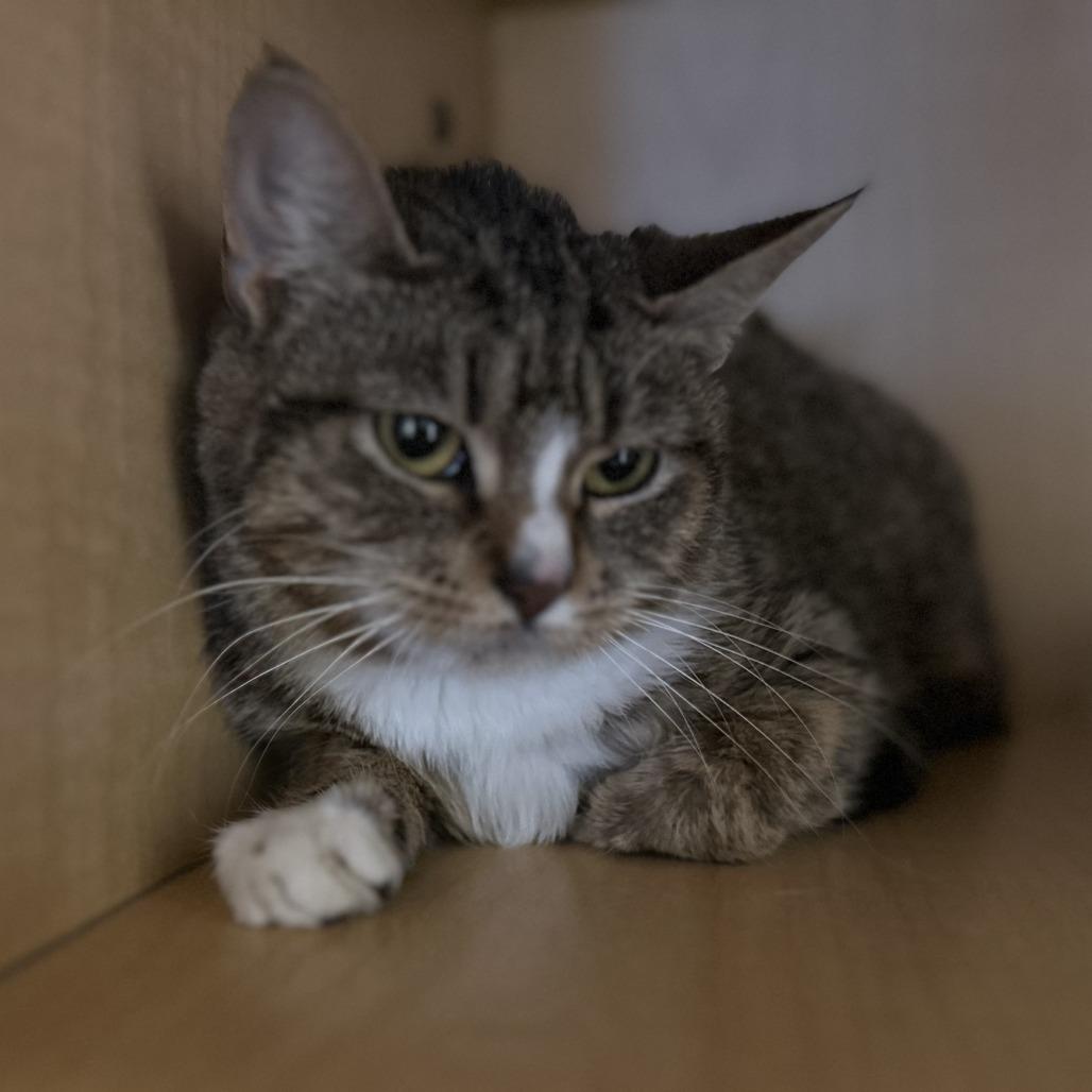 Missy, a Adoptable Domestic Short Hair in Washington Township, OH image 4/6