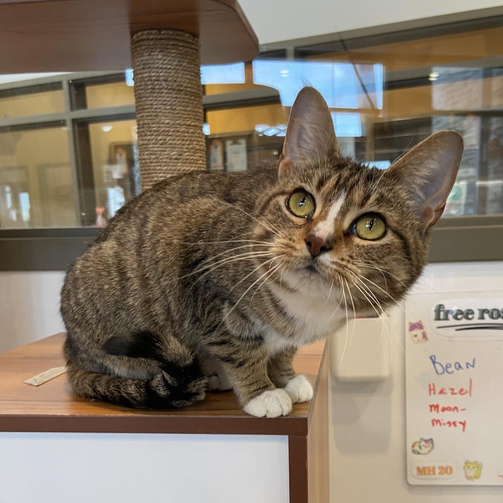 Missy, a Adoptable Domestic Short Hair in Washington Township, OH image 5/6