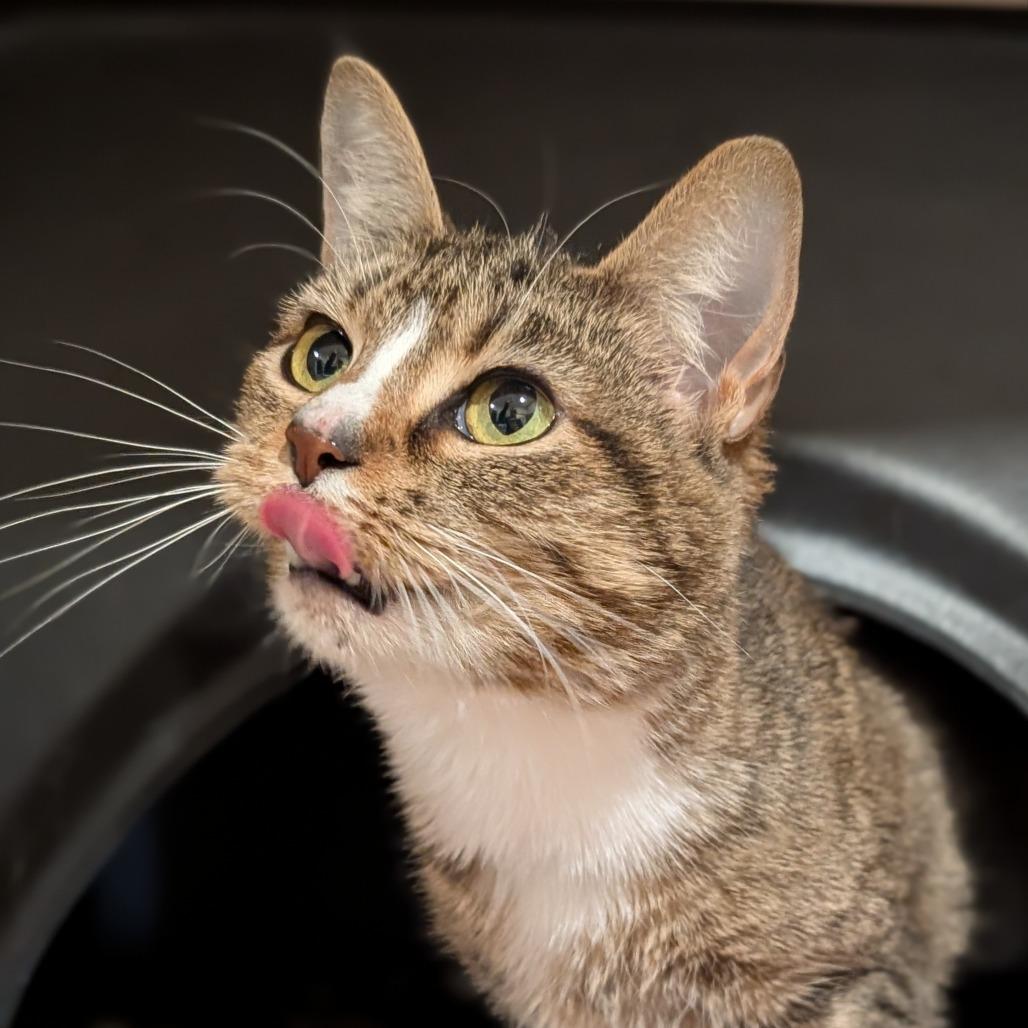 Missy, a Adoptable Domestic Short Hair in Washington Township, OH image 6/6