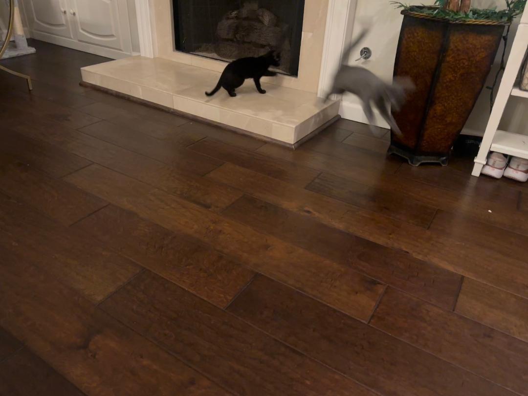 Enlarge Blossom, an adopted Russian Blue in Oceanside, CA image 6/6