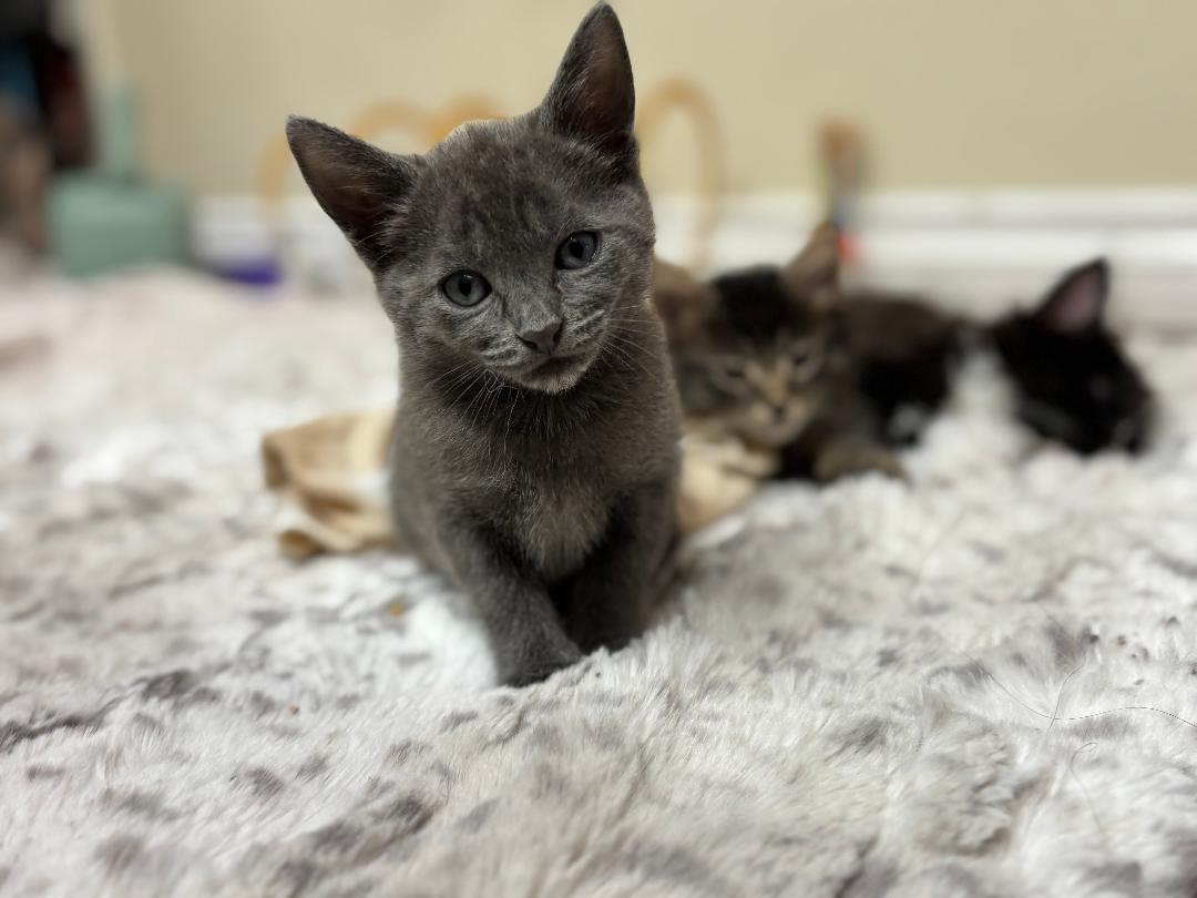 Enlarge Blossom, an adopted Russian Blue in Oceanside, CA image 1/6