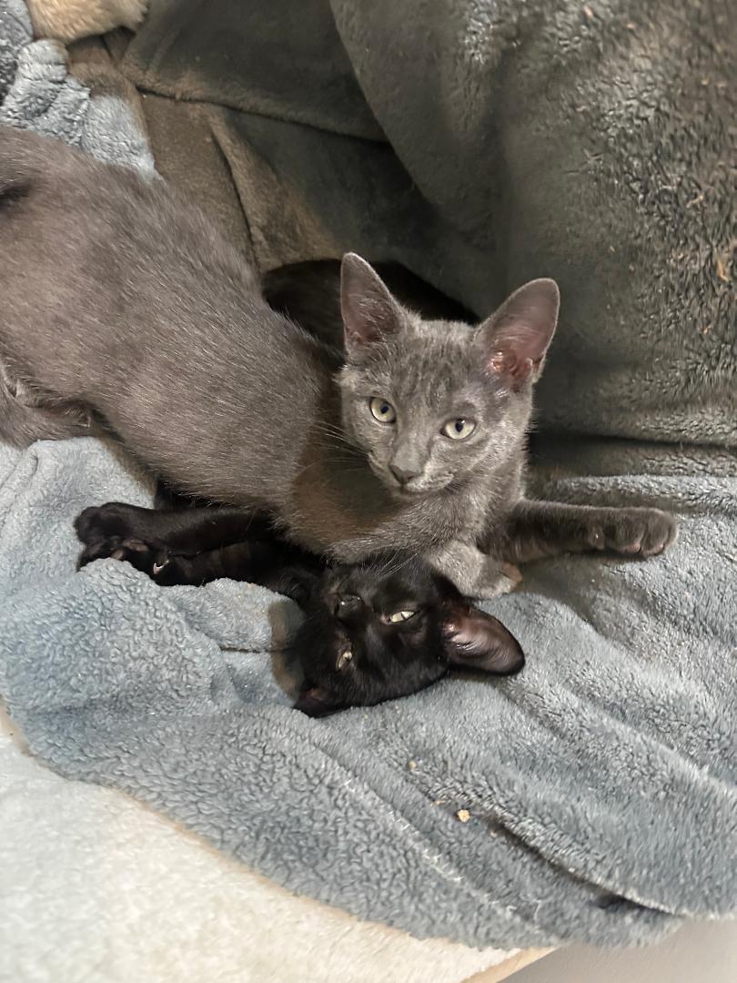 Enlarge Blossom, an adopted Russian Blue in Oceanside, CA image 4/6