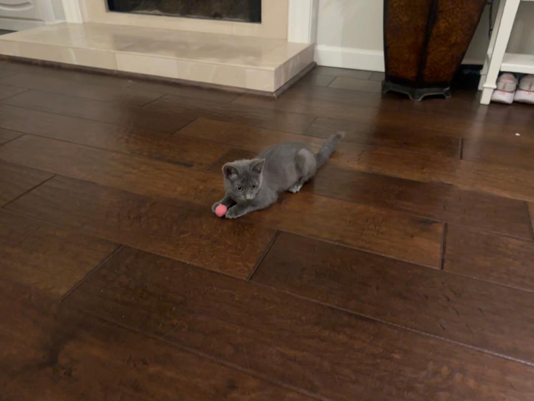 Enlarge Blossom, an adopted Russian Blue in Oceanside, CA image 5/6