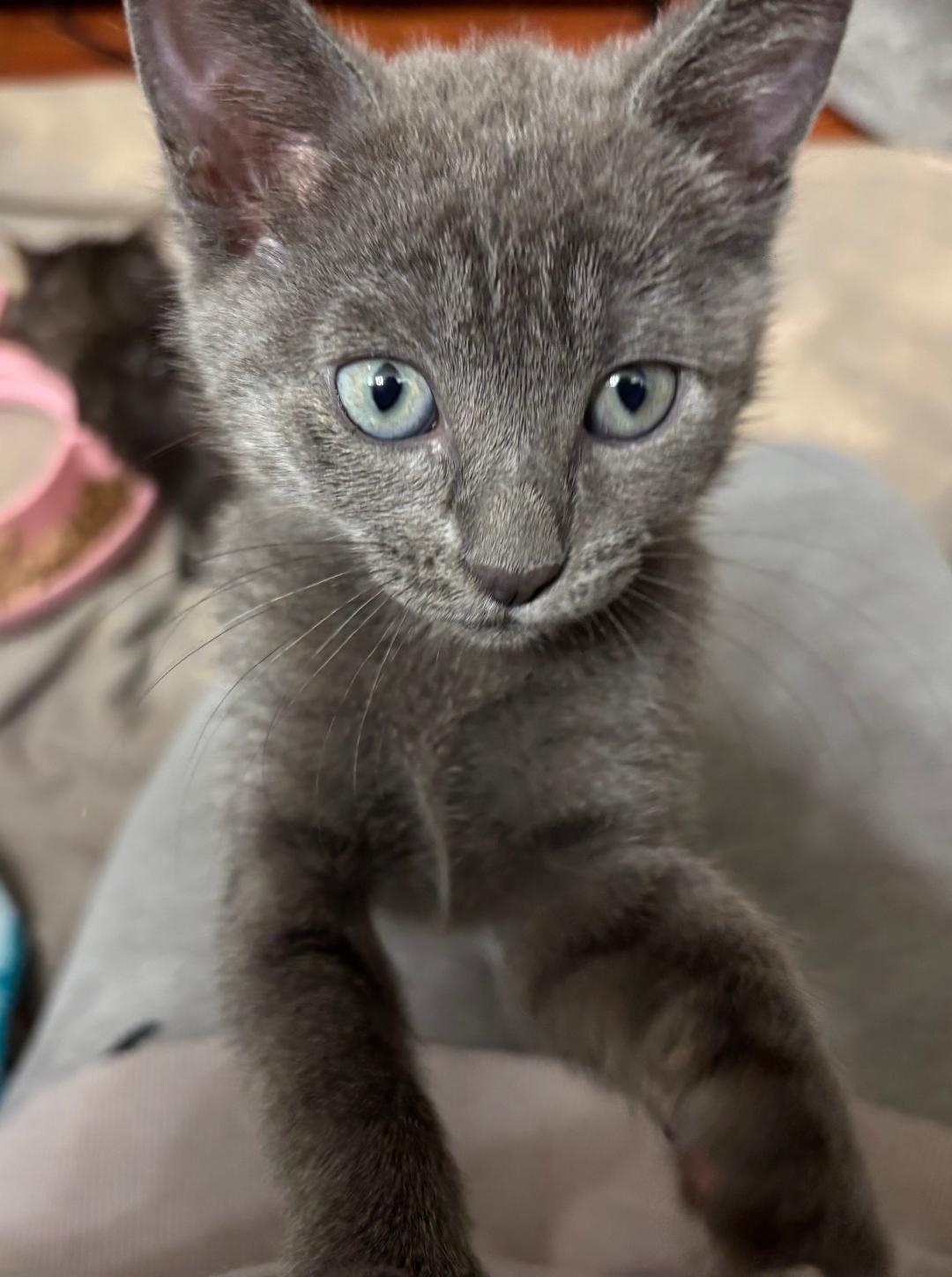 Enlarge Blossom, an adopted Russian Blue in Oceanside, CA image 3/6