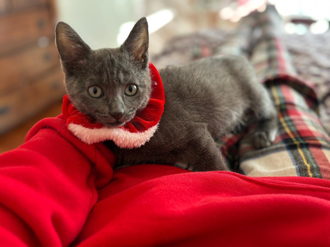 Enlarge Blossom, an adopted Russian Blue in Oceanside, CA image 2/6