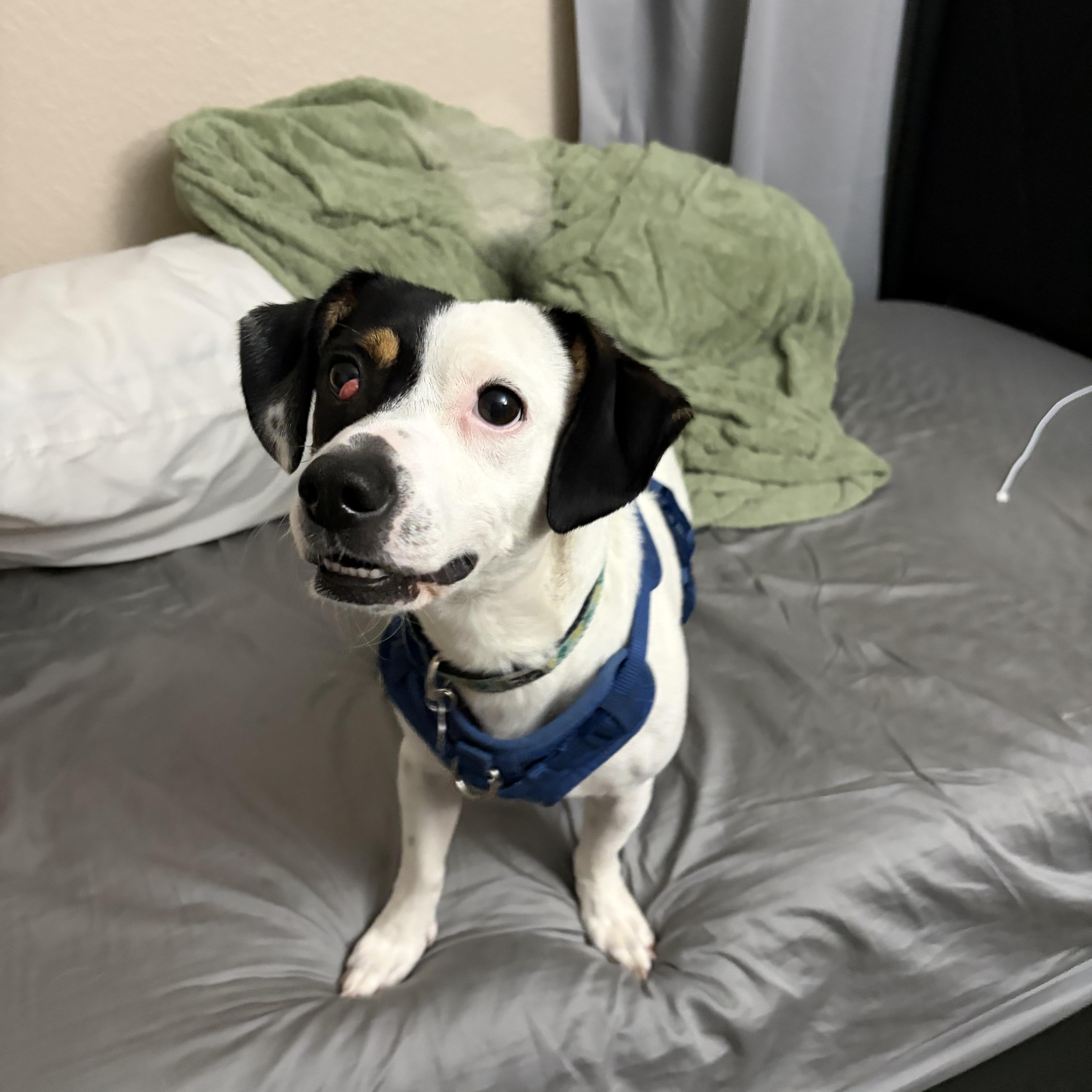 Tamera, a Adoptable mixed breed in Phoenix, AZ image 5/6