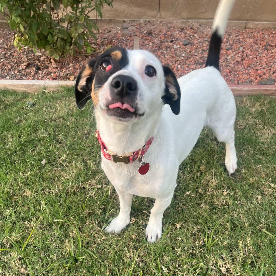 Tamera, a Adoptable mixed breed in Phoenix, AZ image 2/6