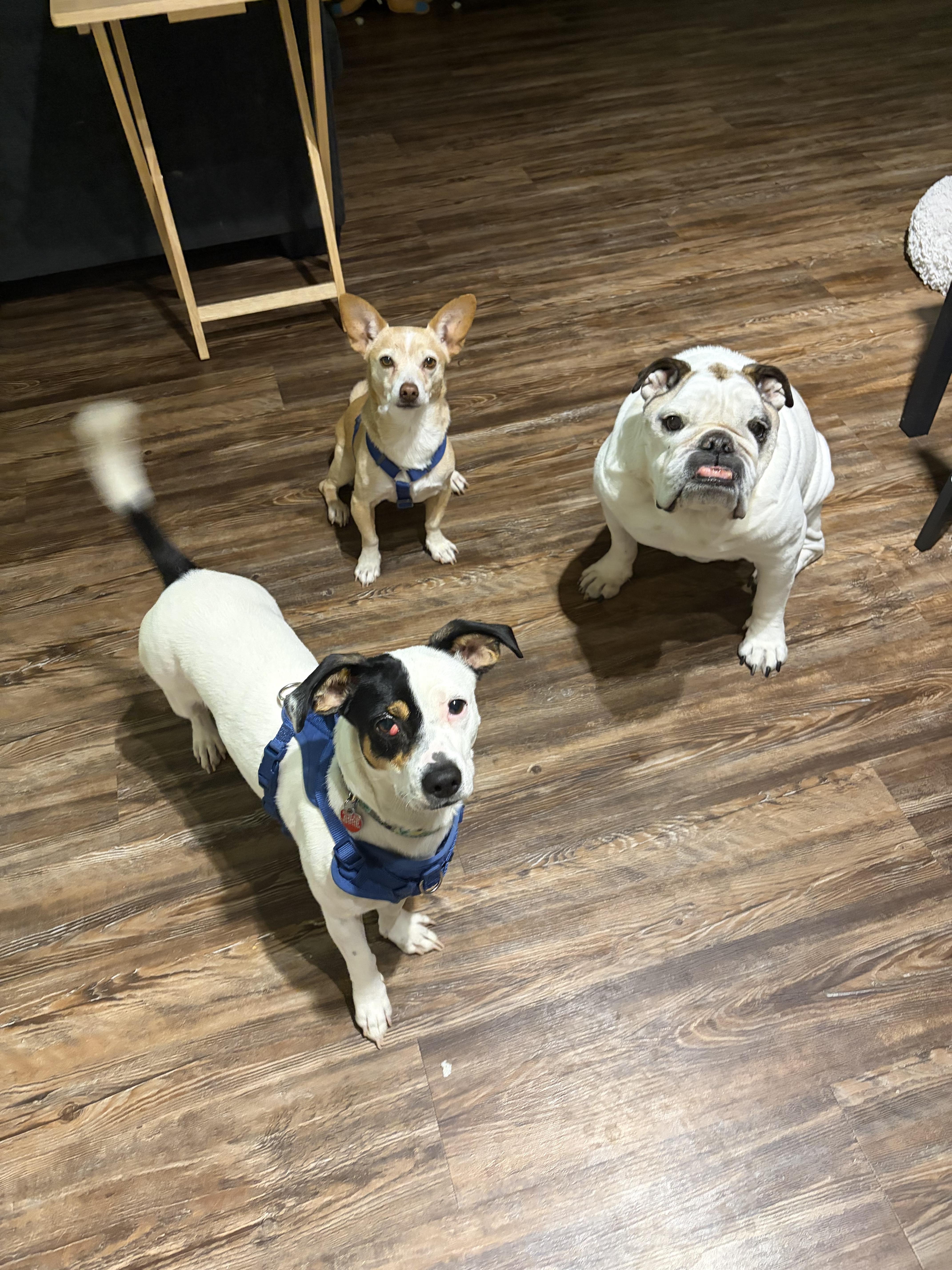 Tamera, a Adoptable mixed breed in Phoenix, AZ image 6/6