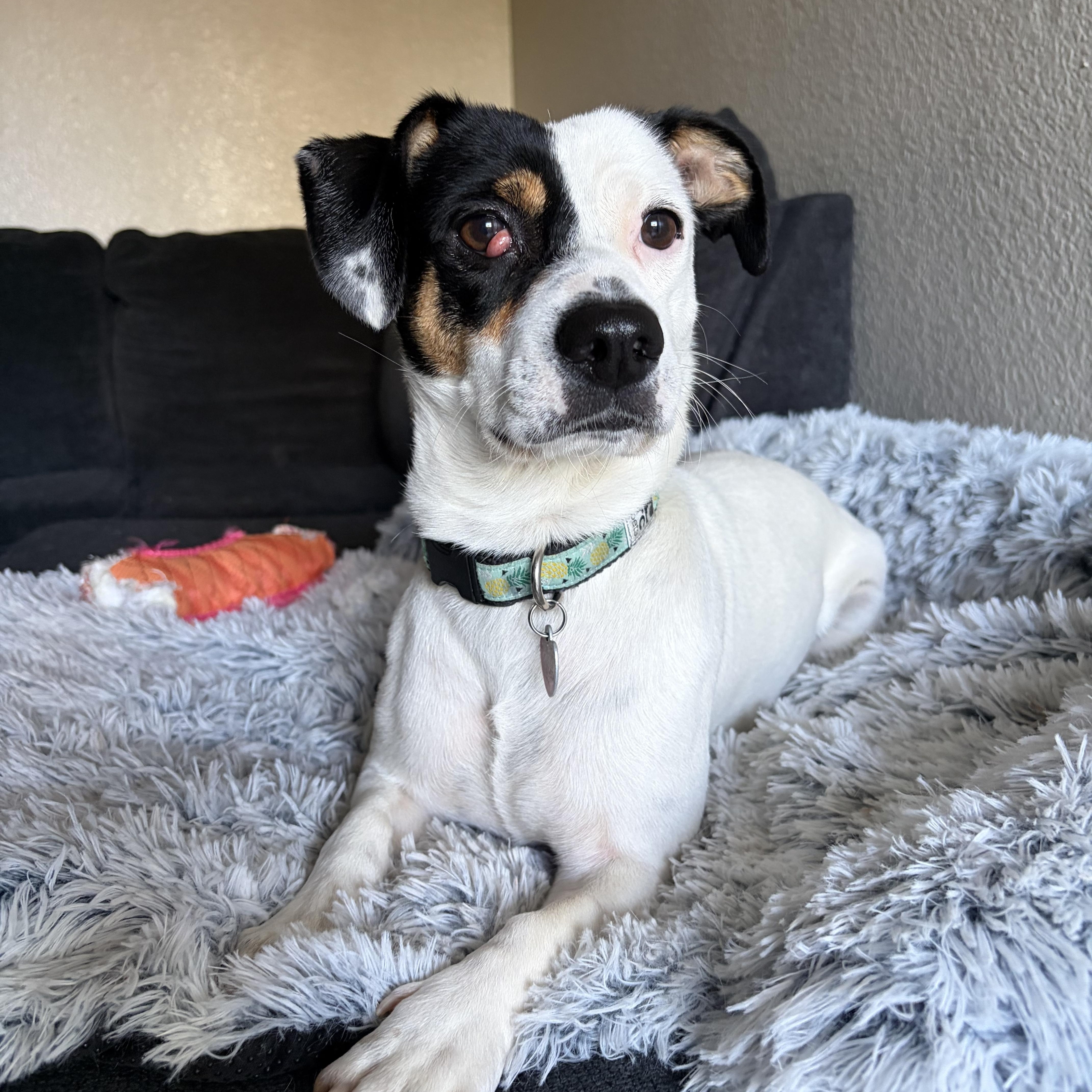 Tamera, a Adoptable mixed breed in Phoenix, AZ image 3/6
