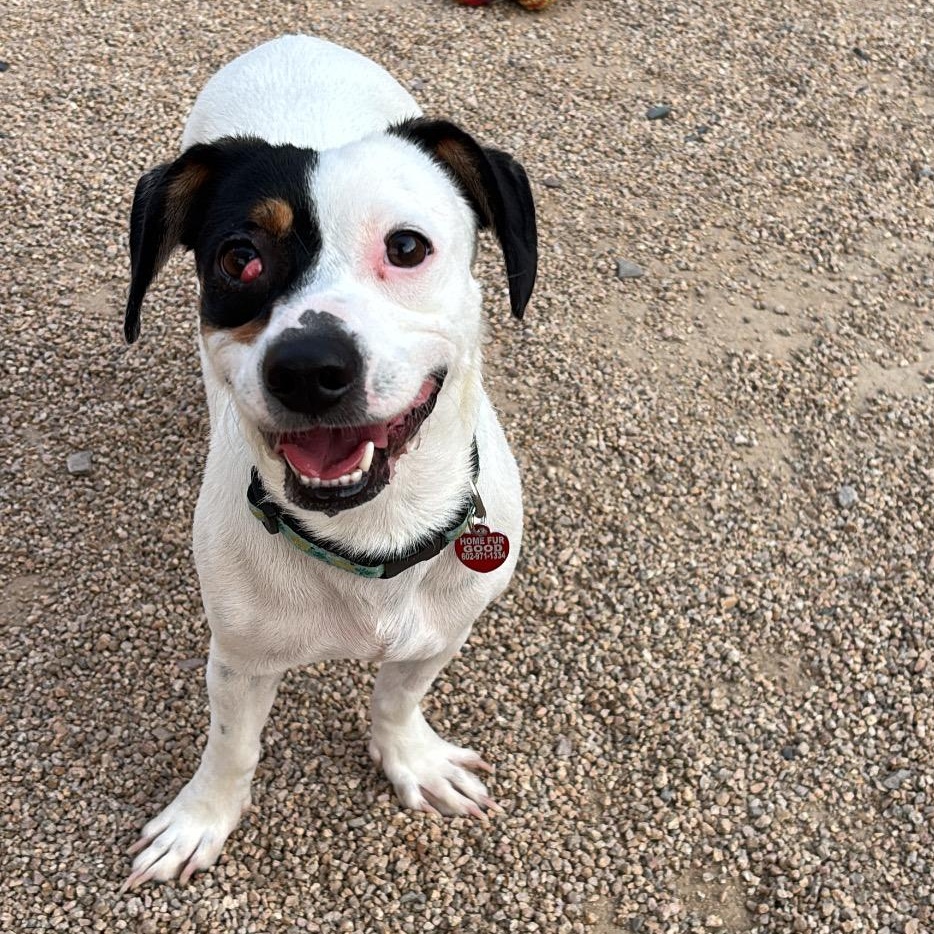 Tamera, a Adoptable mixed breed in Phoenix, AZ image 4/6