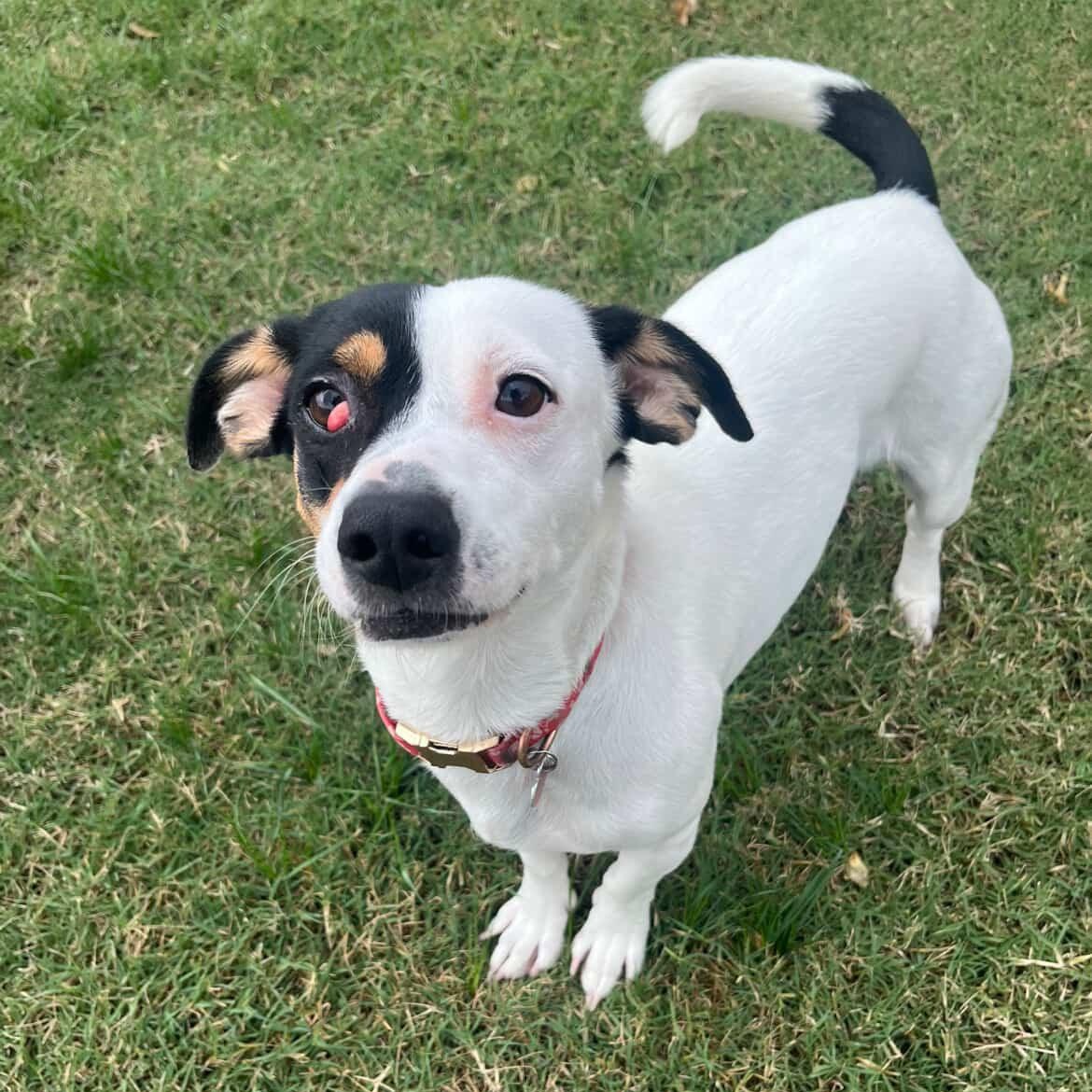 Tamera, Adoptable, Young Female Dachshund & Chihuahua.