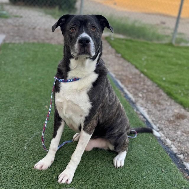 Serious (SQ 25-104), Adoptable, Adult Male Pit Bull Terrier.