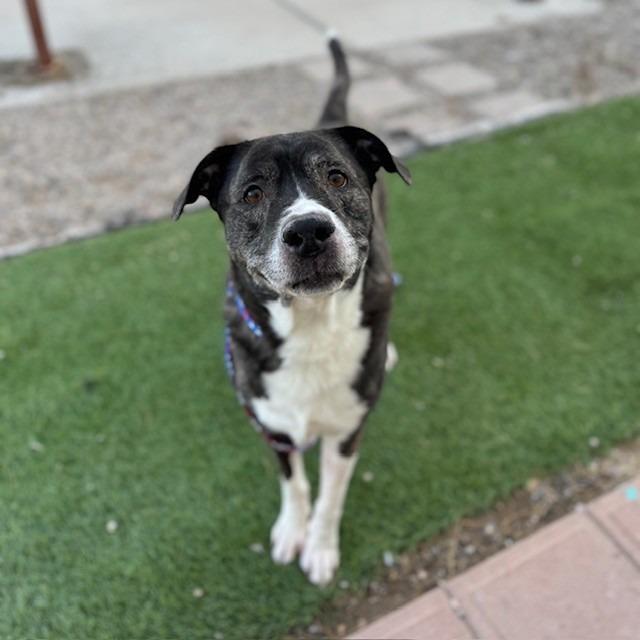 Enlarge Serious (SQ 25-104), a Adoptable mixed breed in Bullhead City, AZ image 2/2