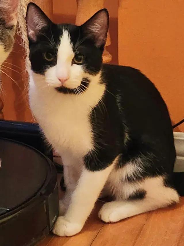 Paco, ADOPTABLE, Kitten Male Domestic Short Hair.