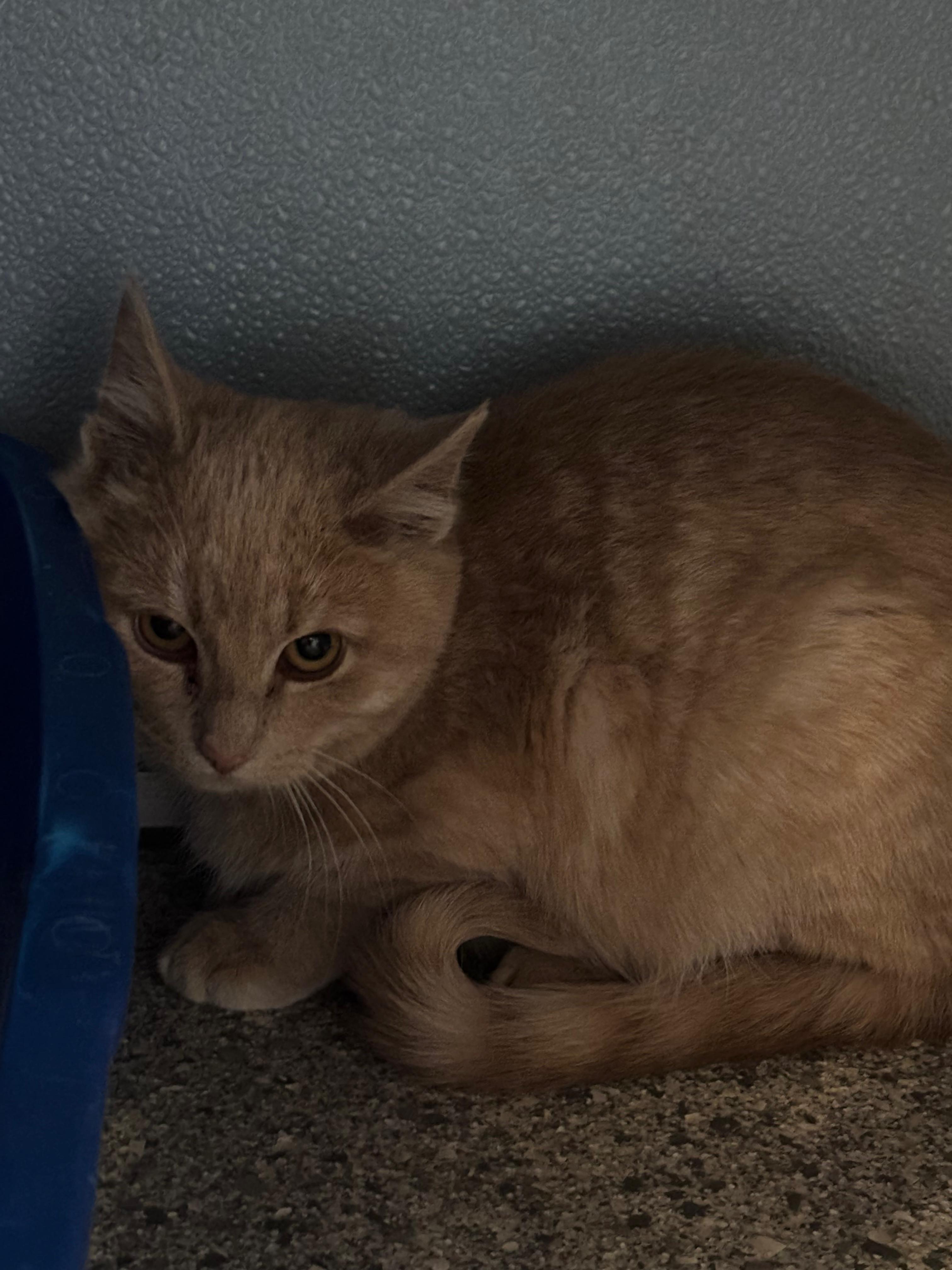 Harry, an adoptable Domestic Short Hair in Renfrew, PA image 2/4