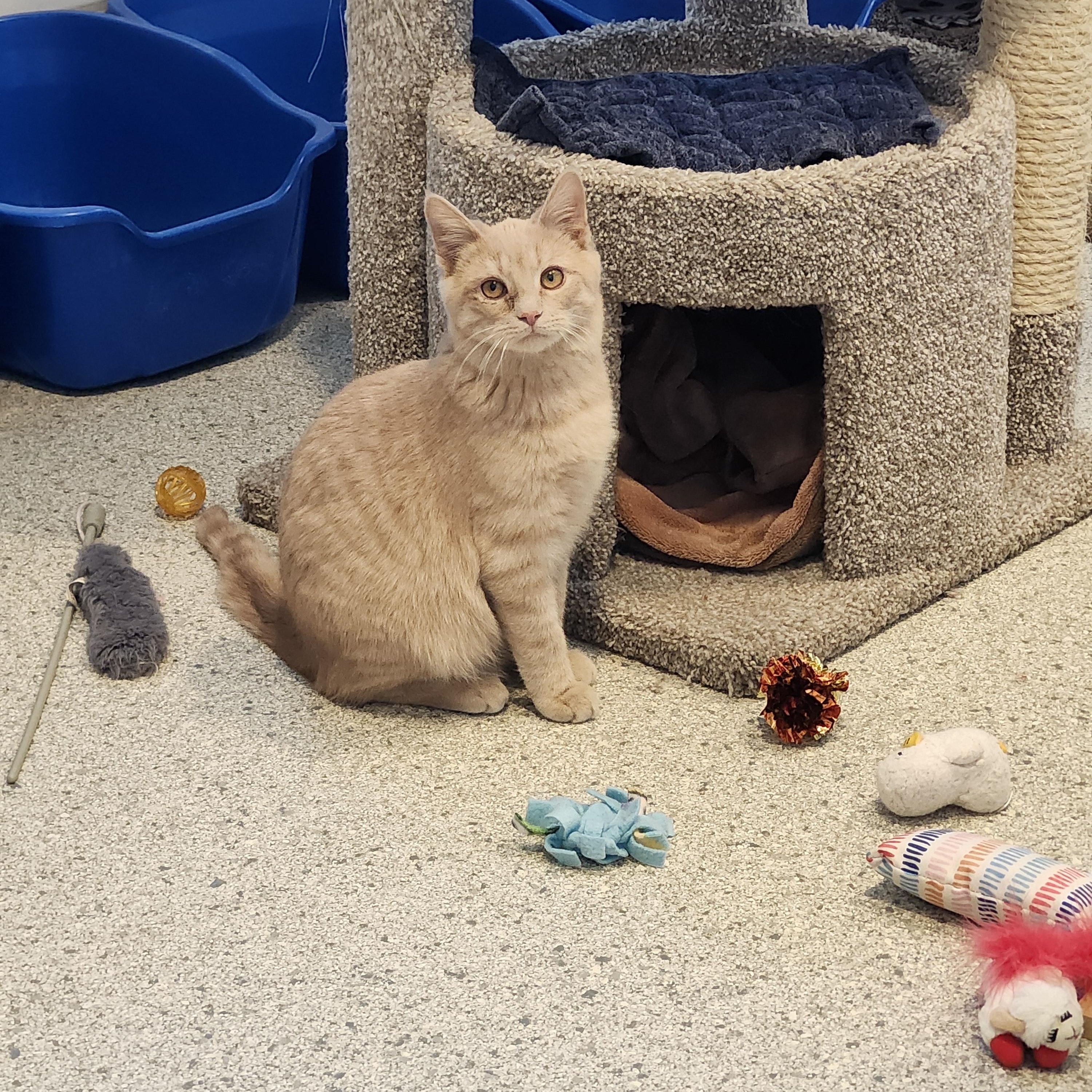 Harry, adoptable, Kitten Male Domestic Short Hair.