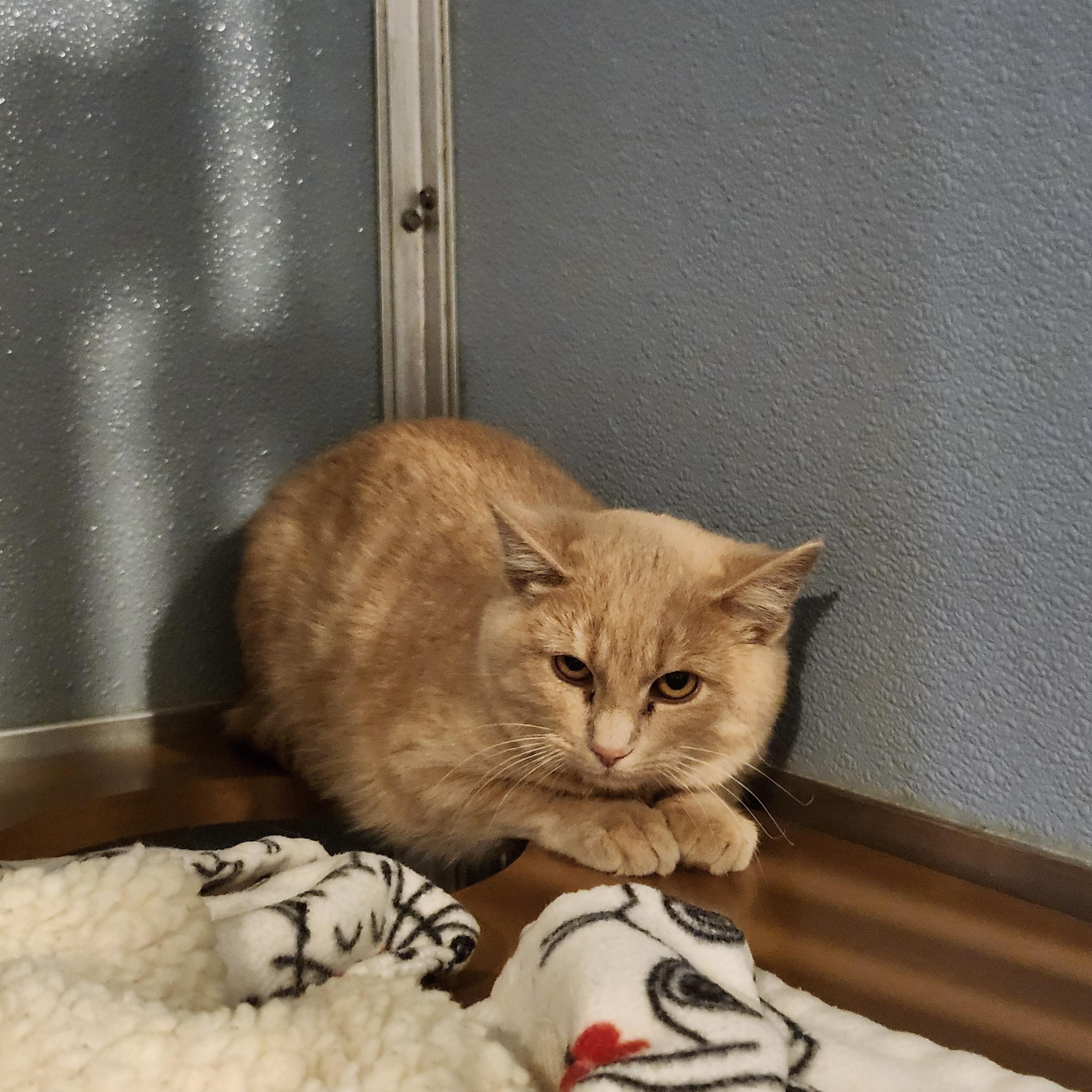 Harry, an adoptable Domestic Short Hair in Renfrew, PA image 4/4