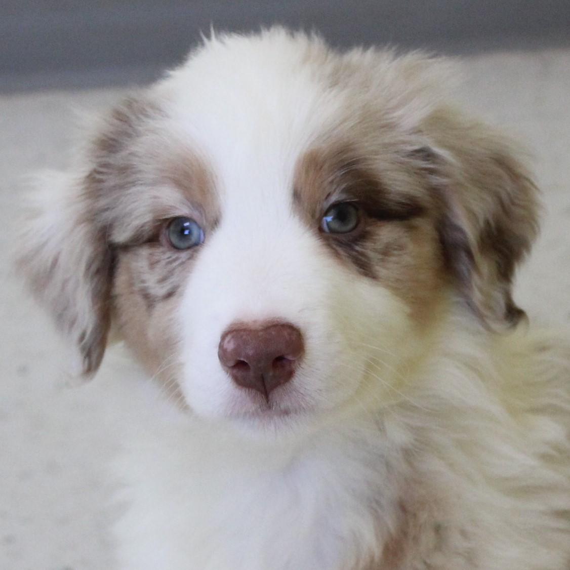 Melbourne, adopted, Puppy Male Australian Shepherd.