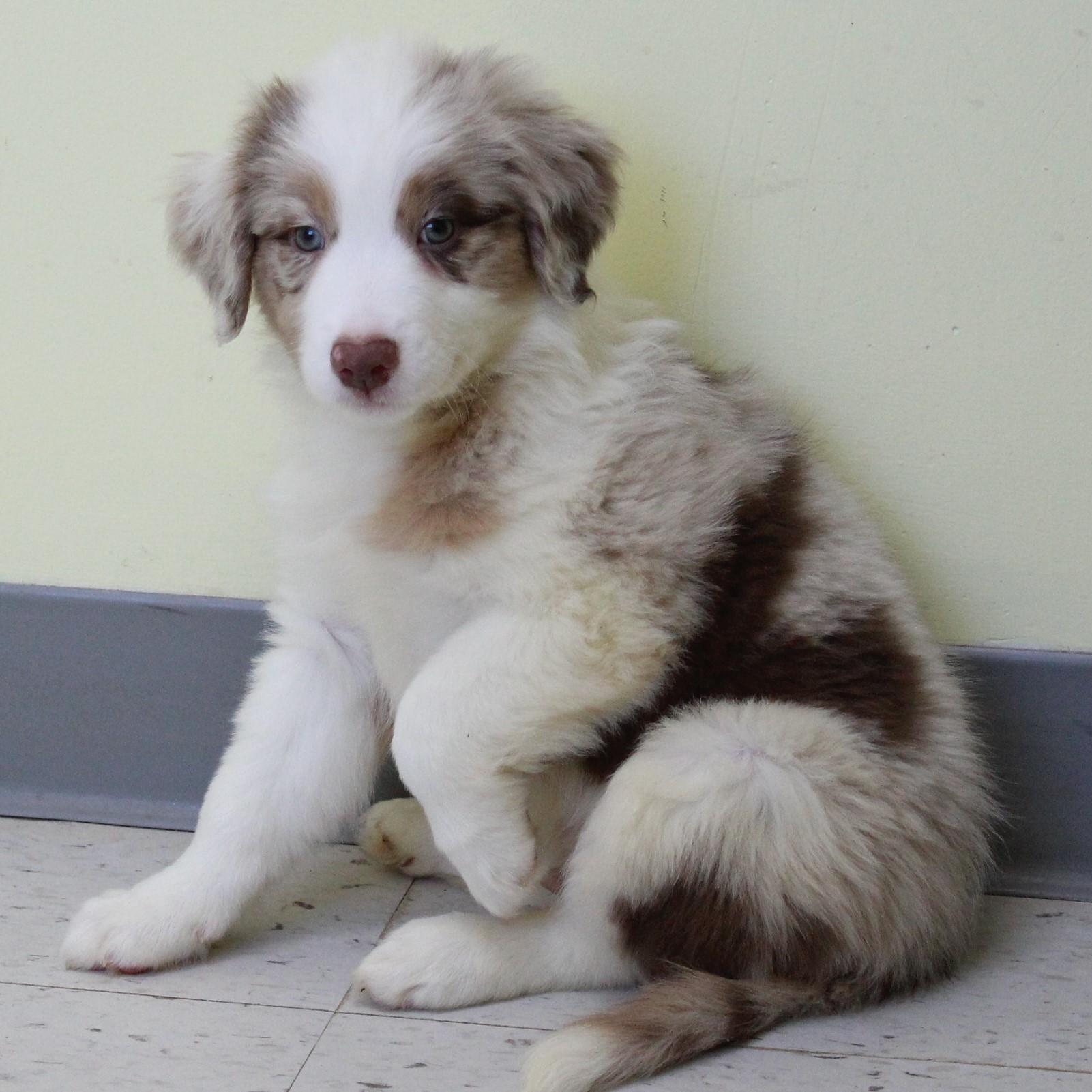 Melbourne, an adopted mixed breed in Eaton, OH image 2/5