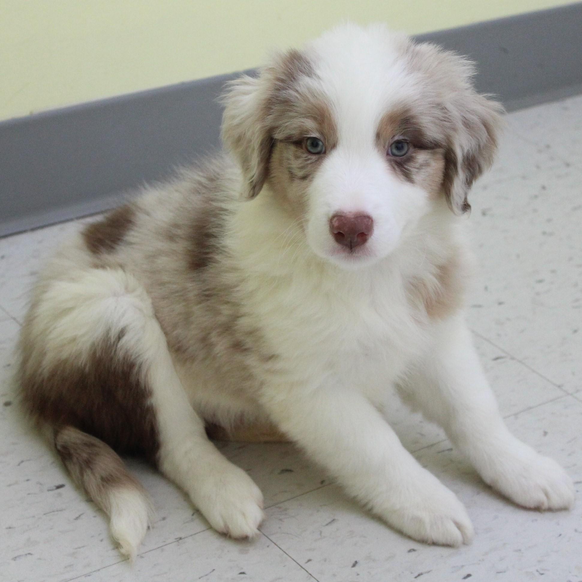 Melbourne, an adopted mixed breed in Eaton, OH image 3/5