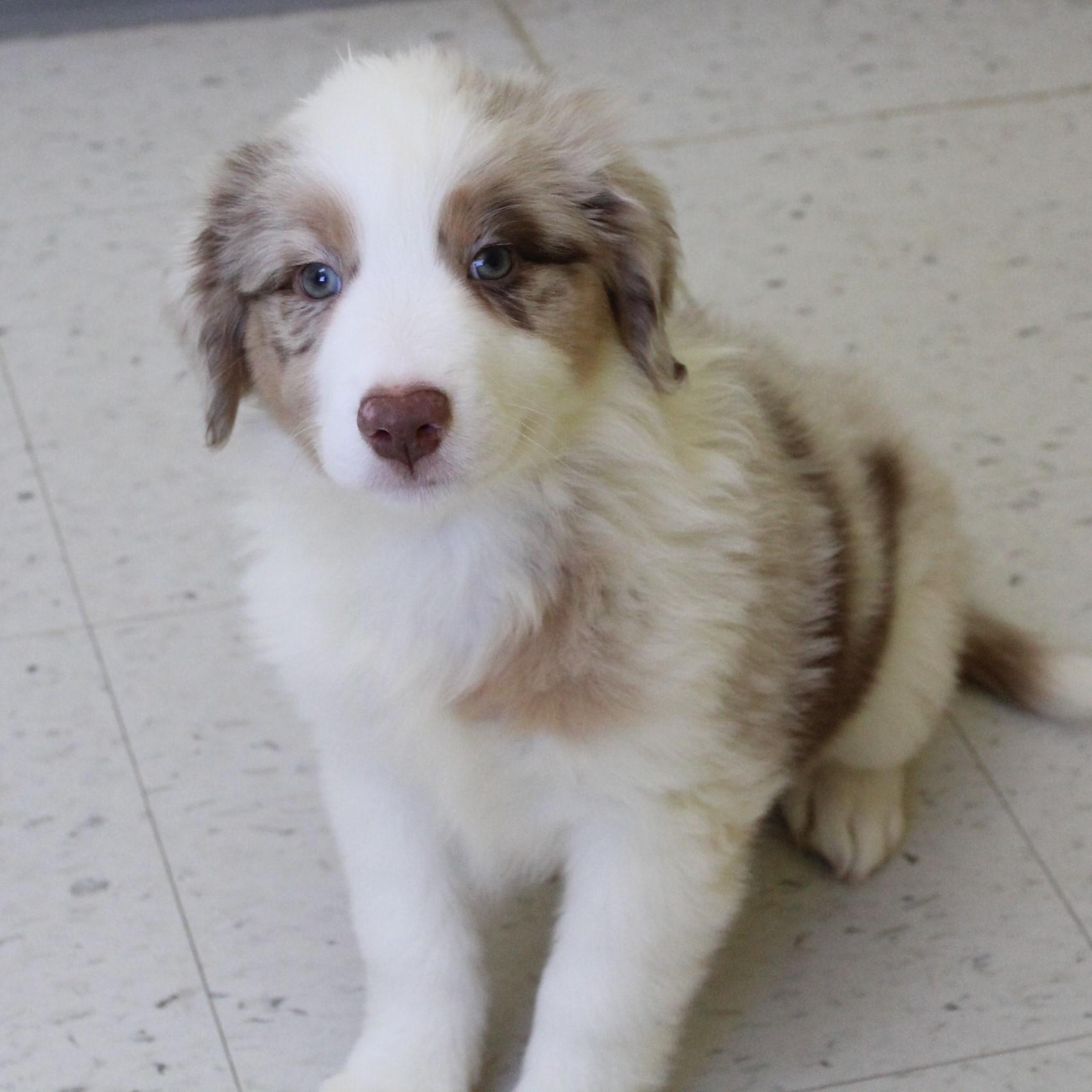 Melbourne, an adopted mixed breed in Eaton, OH image 5/5