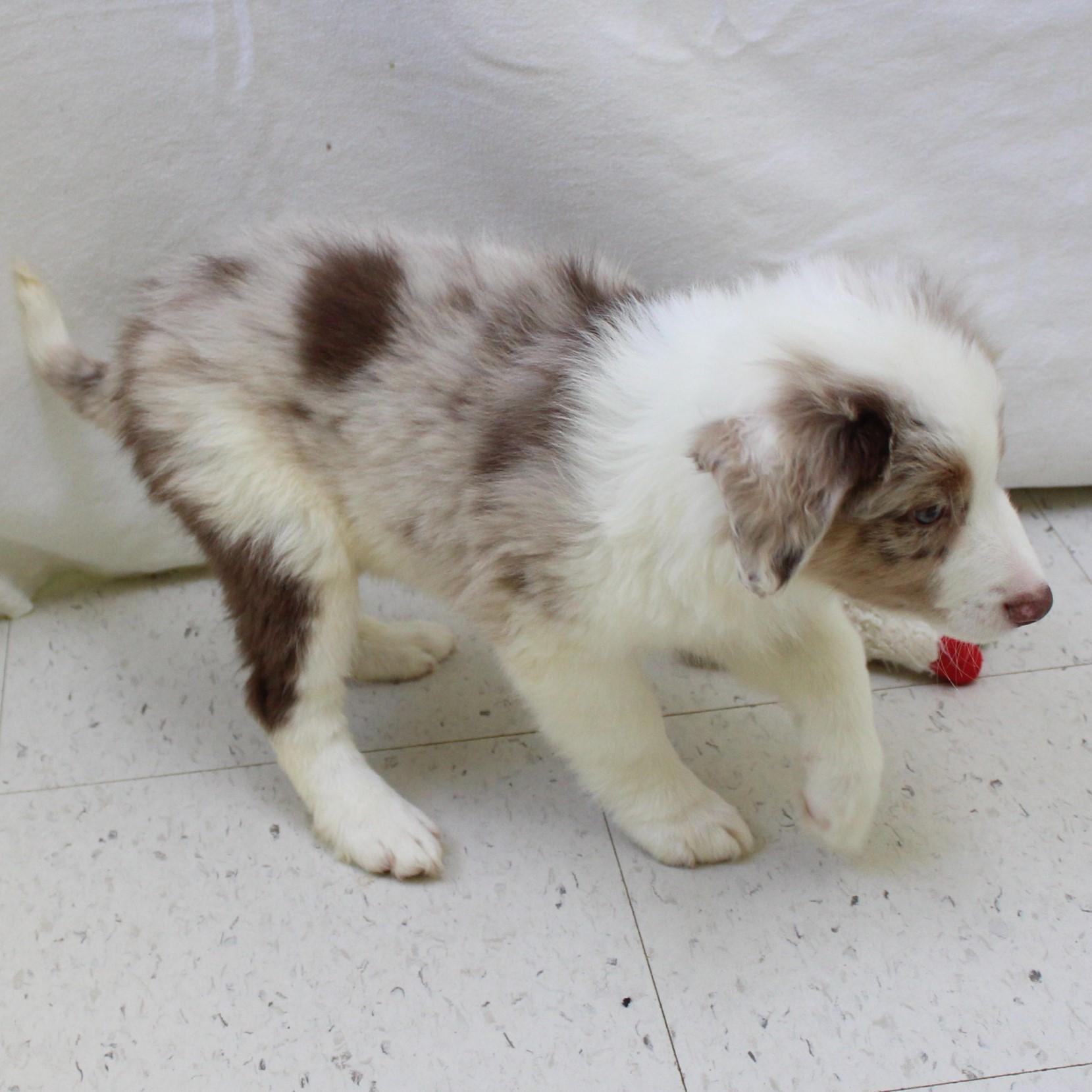 Melbourne, an adopted mixed breed in Eaton, OH image 4/5