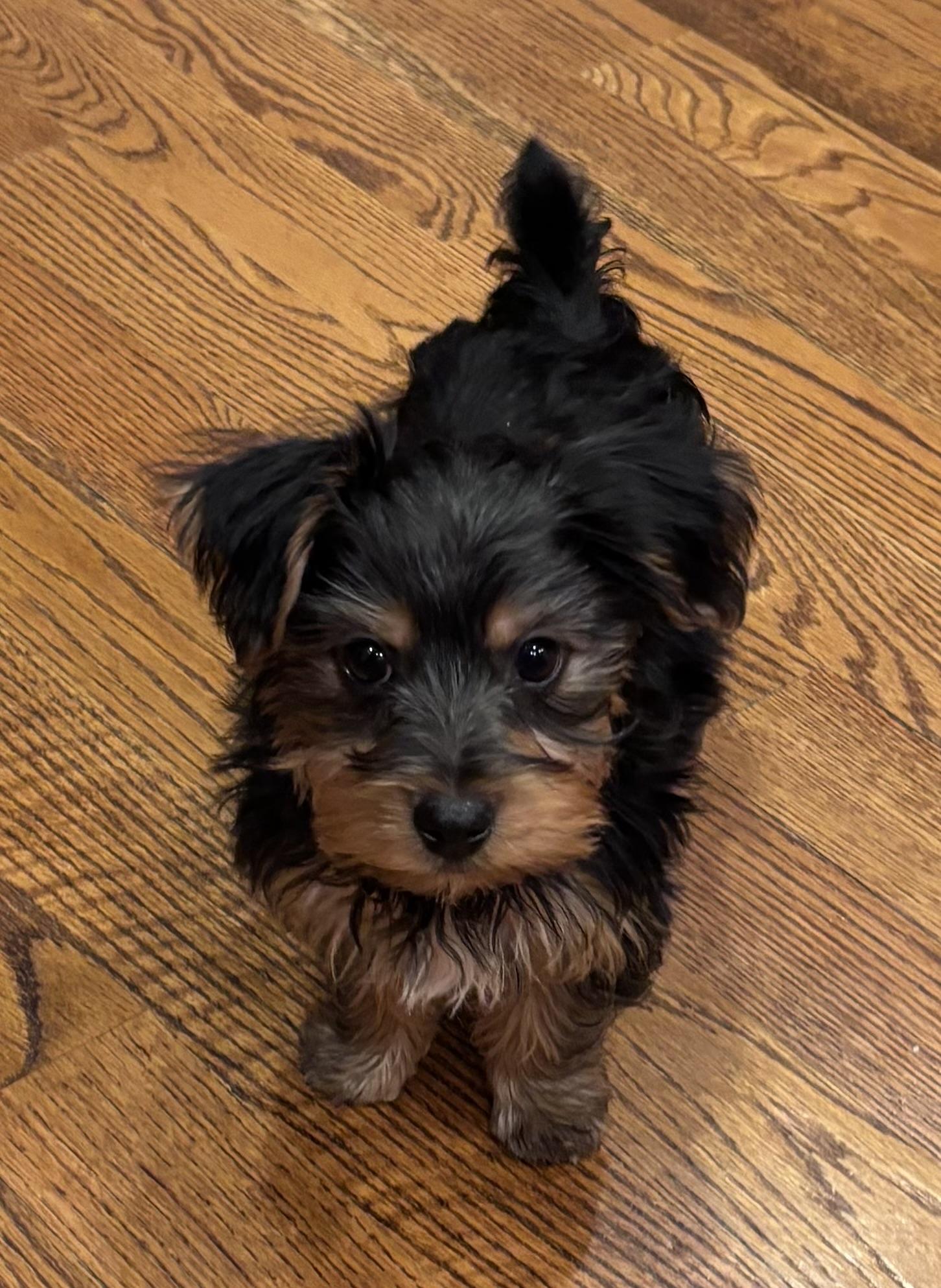 Drake, ADOPTABLE, Puppy Male Yorkshire Terrier.