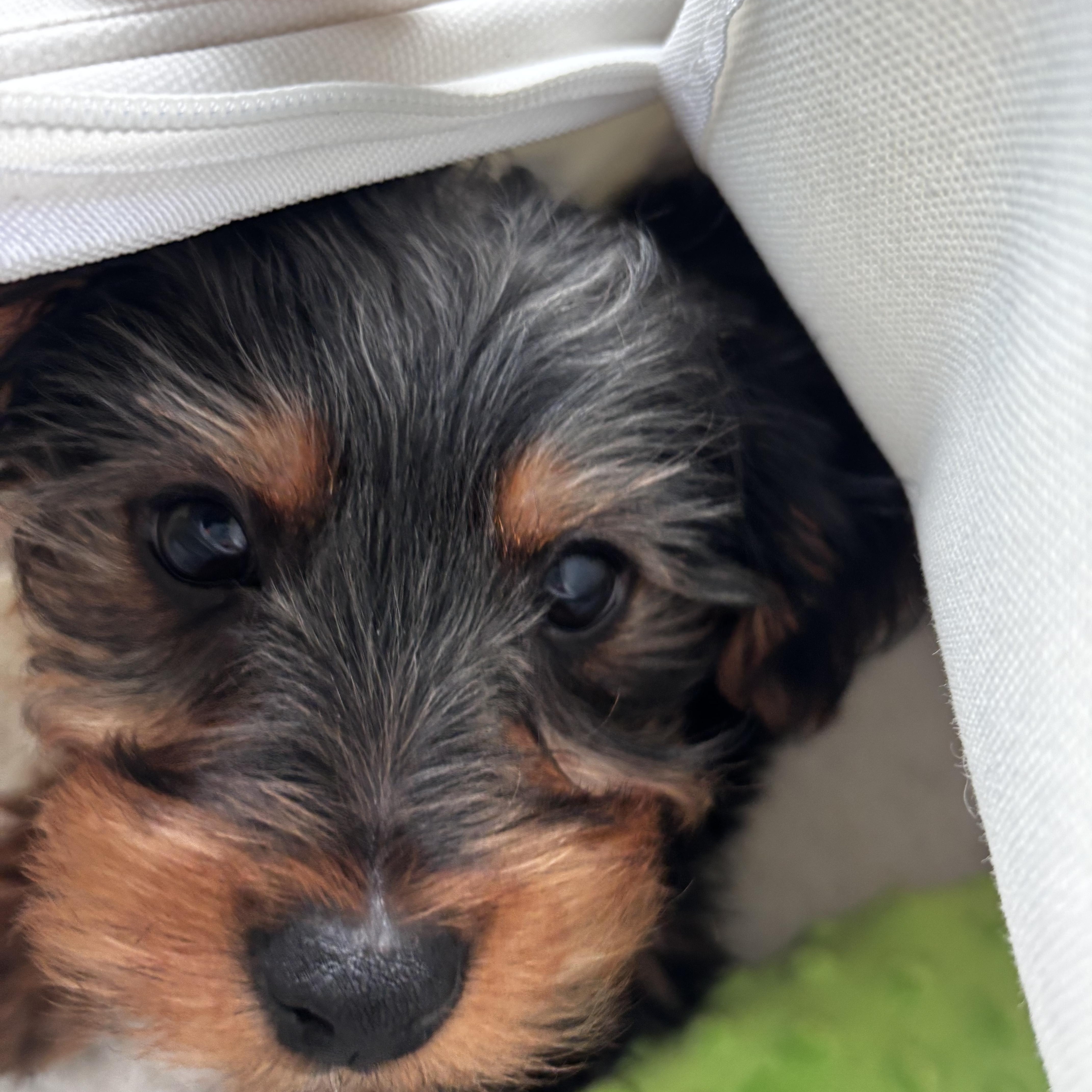 Enlarge Drake, a ADOPTABLE Yorkshire Terrier in Taunton, MA image 4/5