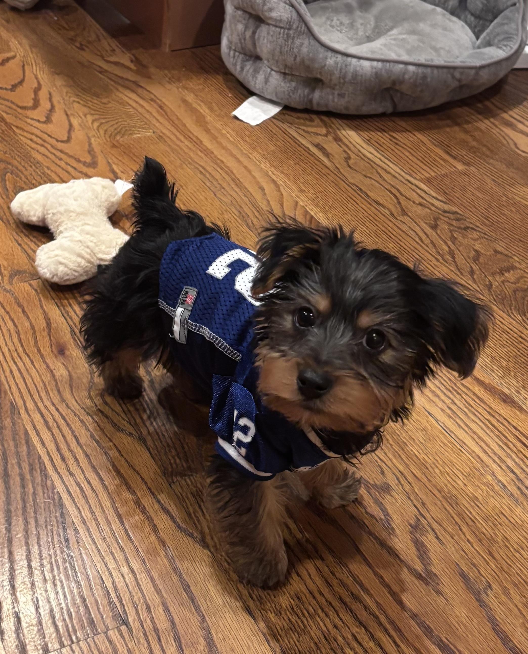 Enlarge Drake, a ADOPTABLE Yorkshire Terrier in Taunton, MA image 2/5