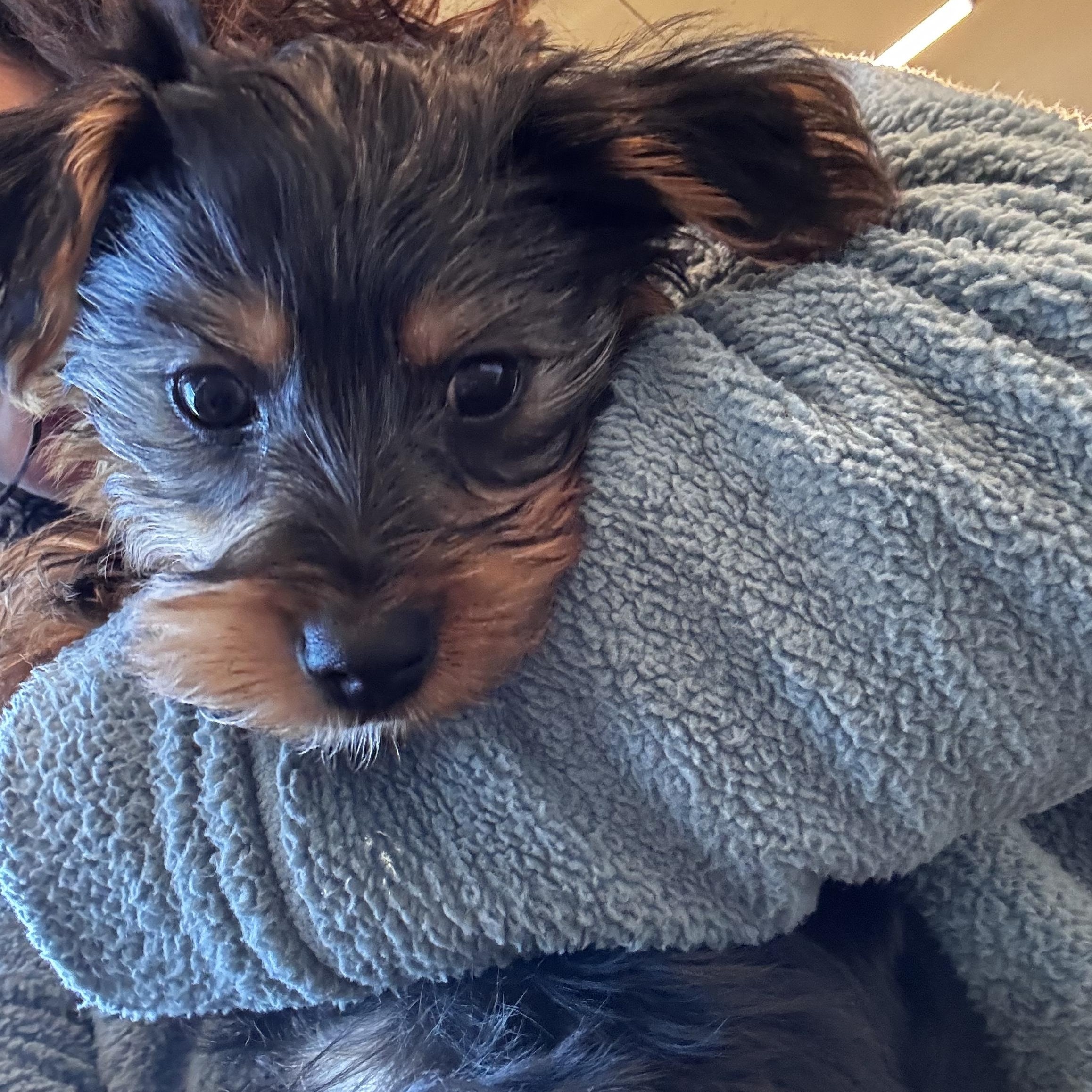 Enlarge Drake, a ADOPTABLE Yorkshire Terrier in Taunton, MA image 3/5