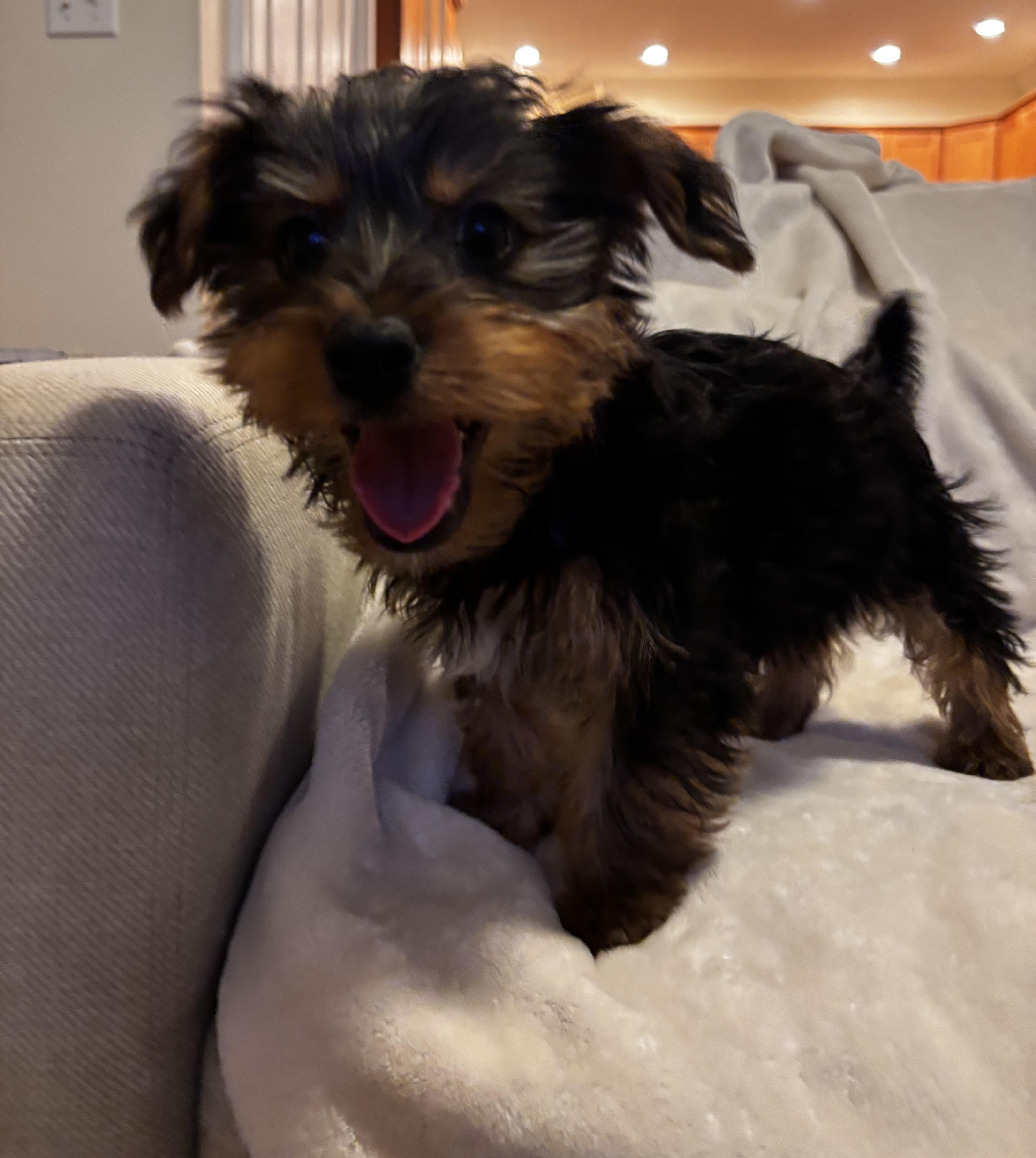 Enlarge Drake, a ADOPTABLE Yorkshire Terrier in Taunton, MA image 5/5