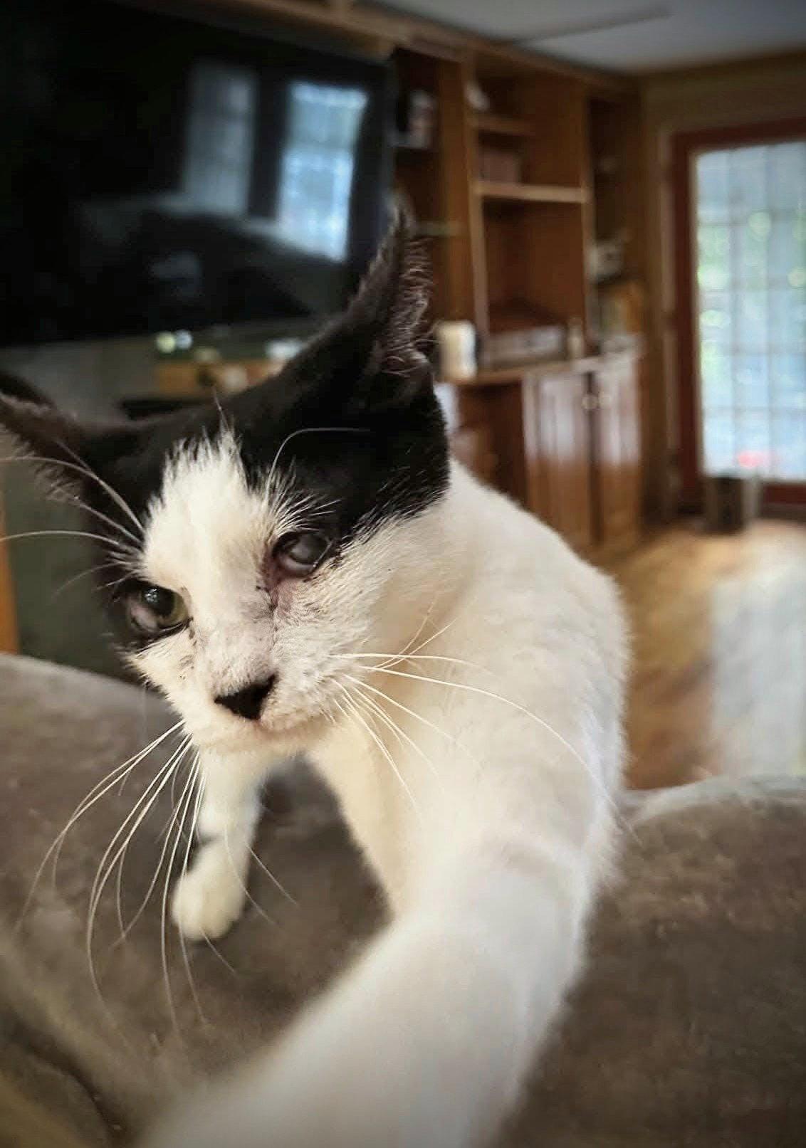 Dottie, Adoptable, Young Female Domestic Short Hair & Tuxedo.