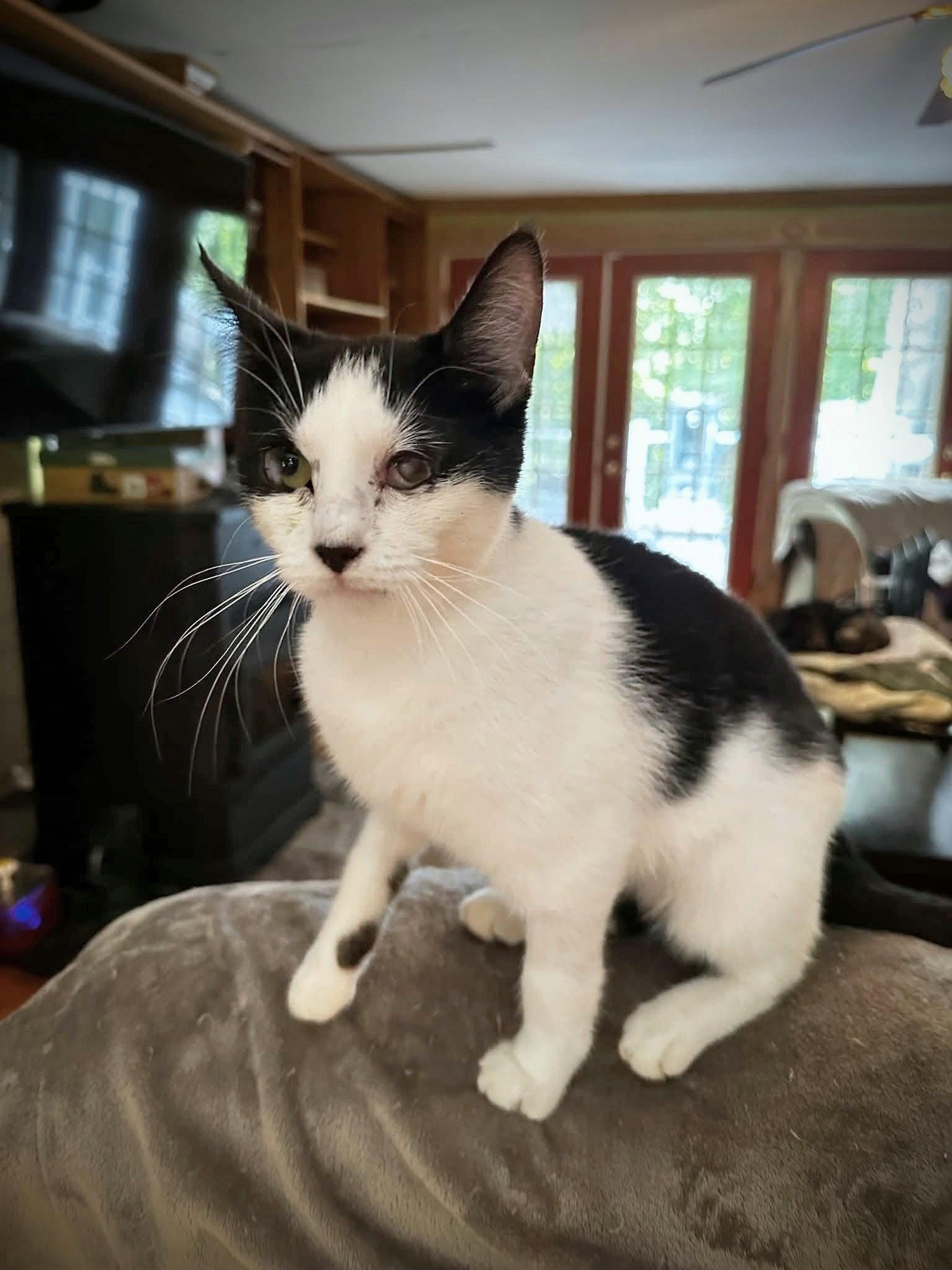Dottie, a Adoptable mixed breed in Morehead, KY image 2/3