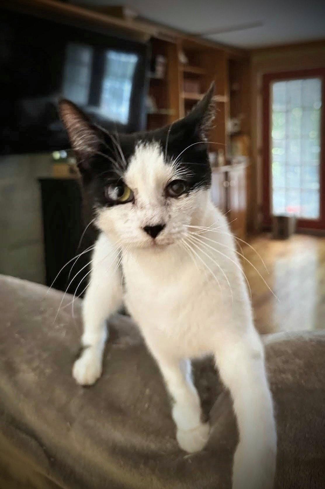 Enlarge Dottie, a Adoptable mixed breed in Morehead, KY image 3/3
