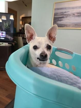 Jojo, a Adoptable mixed breed in Burlington, WI image 1/3