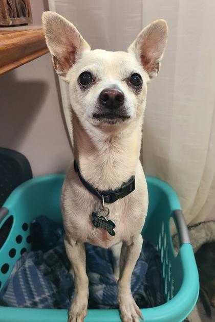 Jojo, a Adoptable mixed breed in Burlington, WI image 2/3