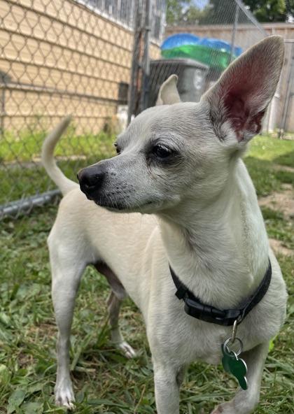 Jojo, a Adoptable mixed breed in Burlington, WI image 3/3