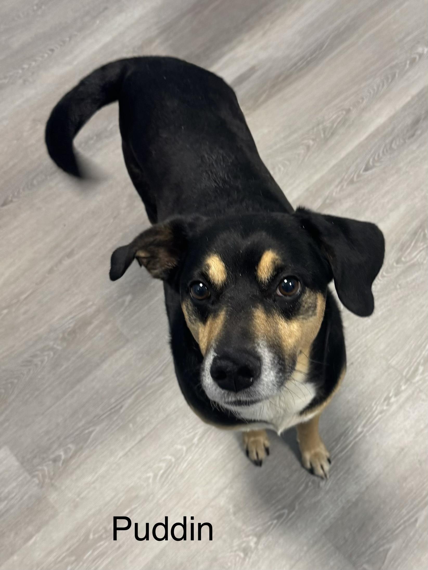 Puddin, ADOPTABLE, Adult Male Hound.