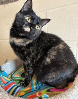 Ingram, a Adoptable Domestic Short Hair in Mason City, IA image 1/3