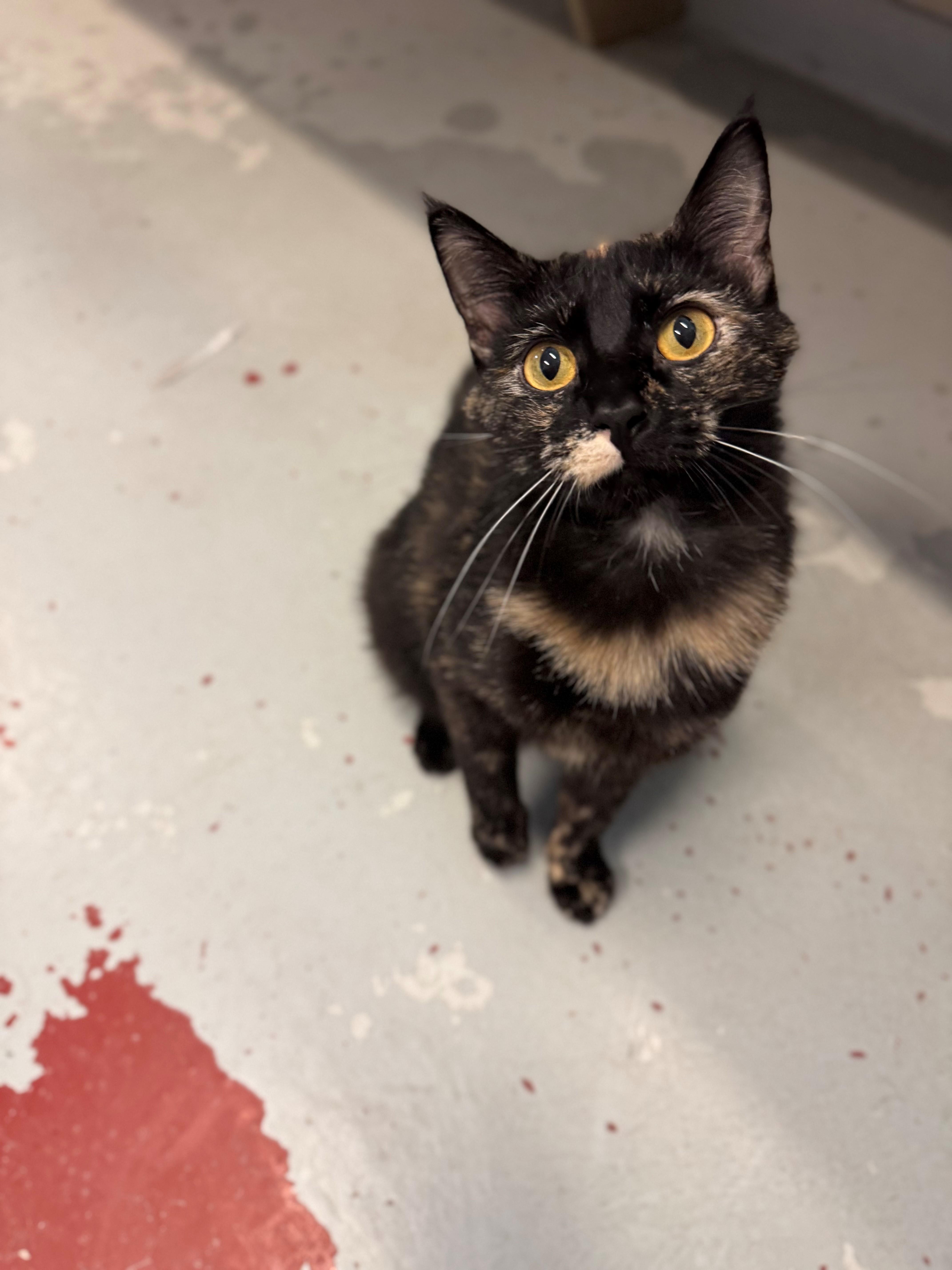 Ingram, Adoptable, Adult Female Domestic Short Hair.