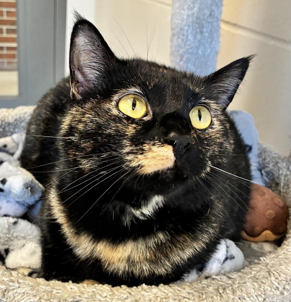 Ingram, Adoptable, Adult Female Domestic Short Hair.