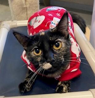 Ingram, Adoptable, Adult Female Domestic Short Hair.