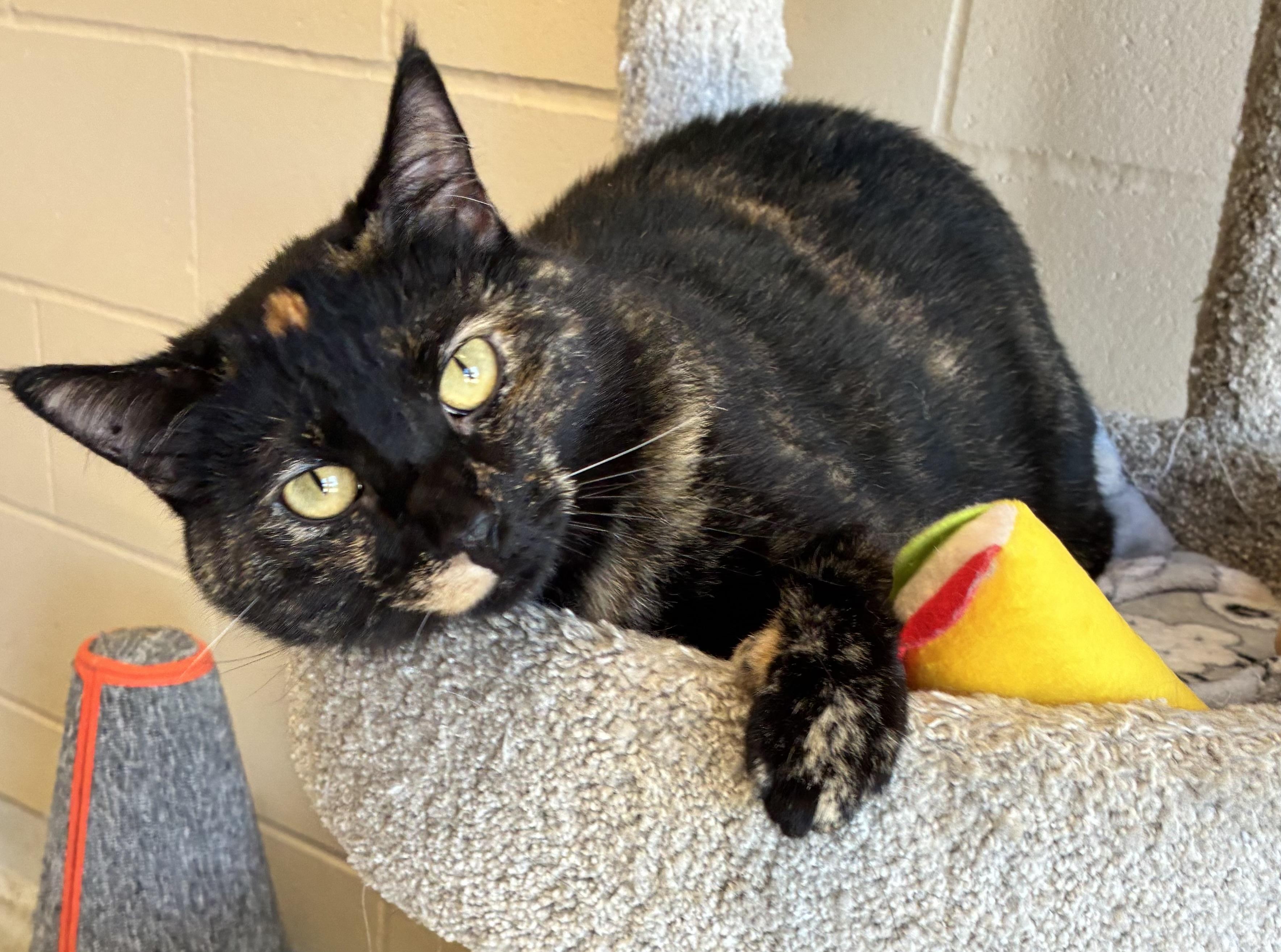 Enlarge Ingram, a Adoptable Domestic Short Hair in Mason City, IA image 2/5